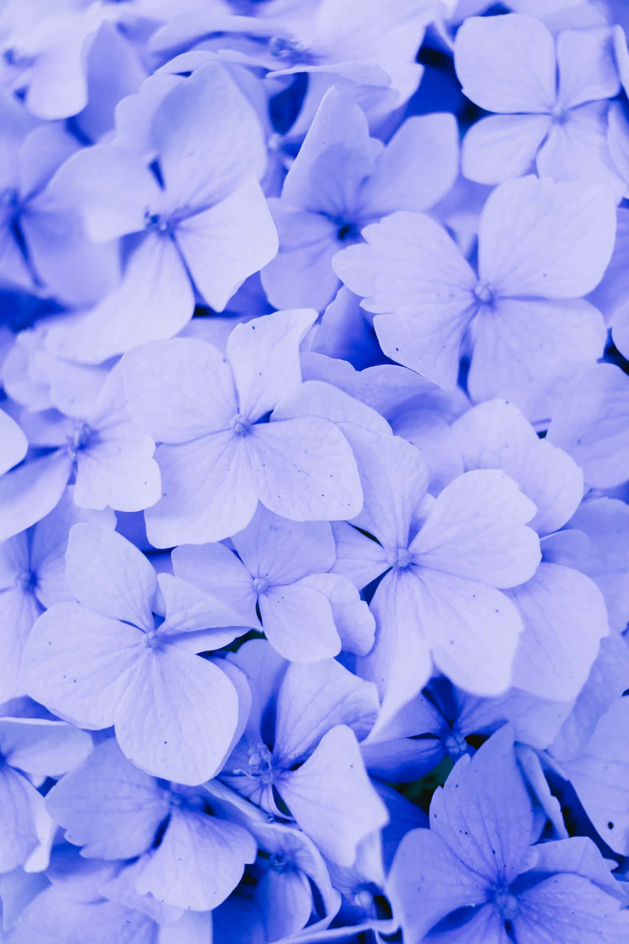 Hydrangea Blue Flowers Phone Background