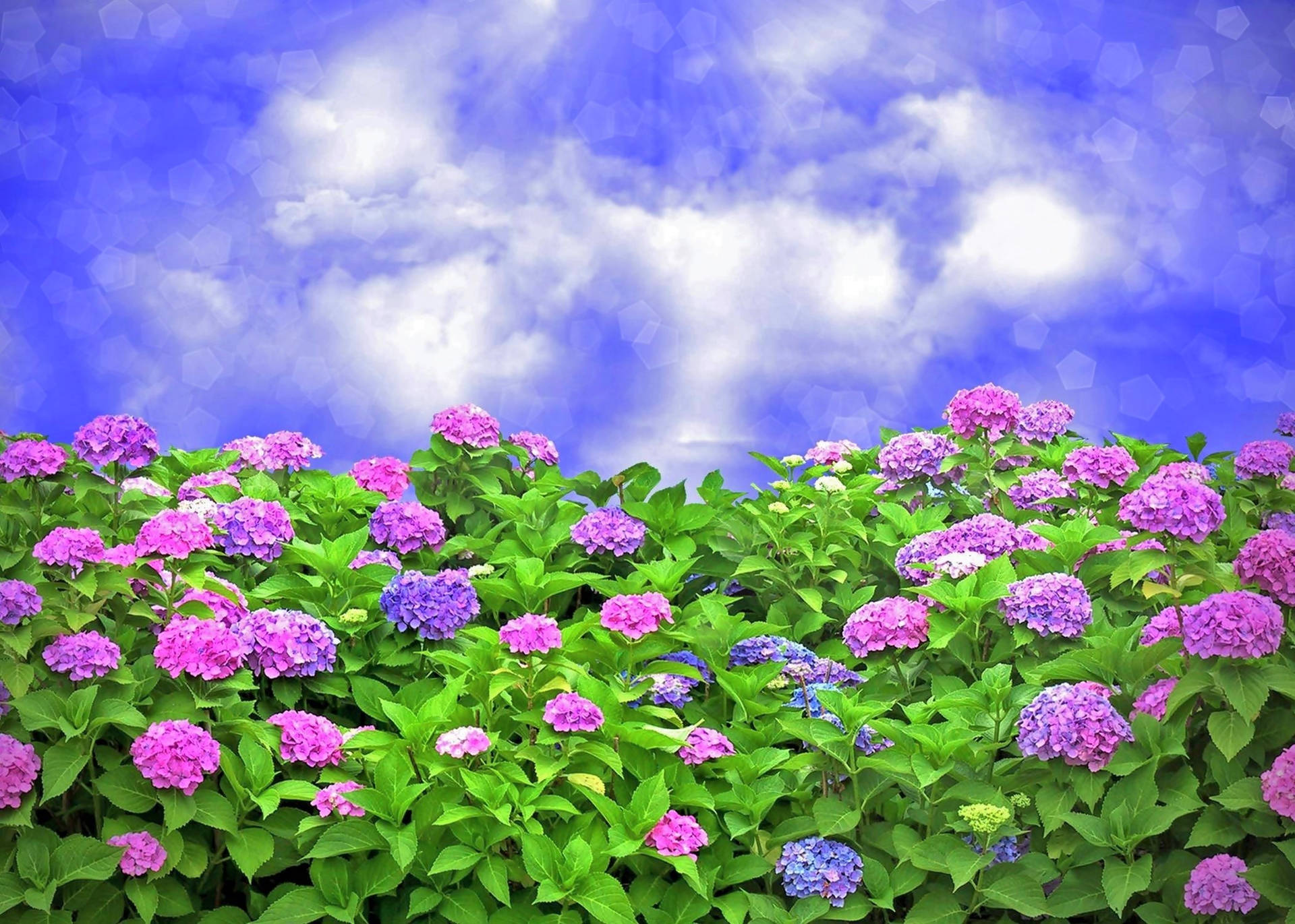 Hydrangea Bushes With Blue Sky Background