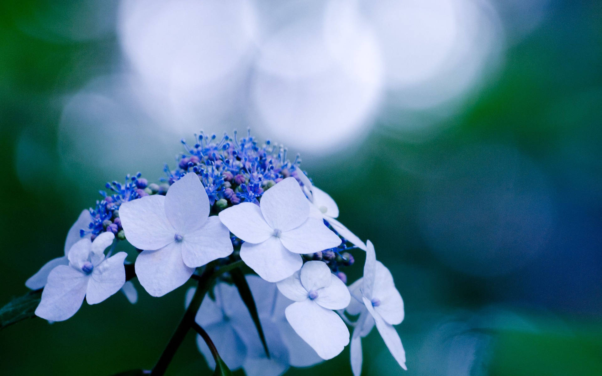 Hydrangea Close Up With White Flowers Background