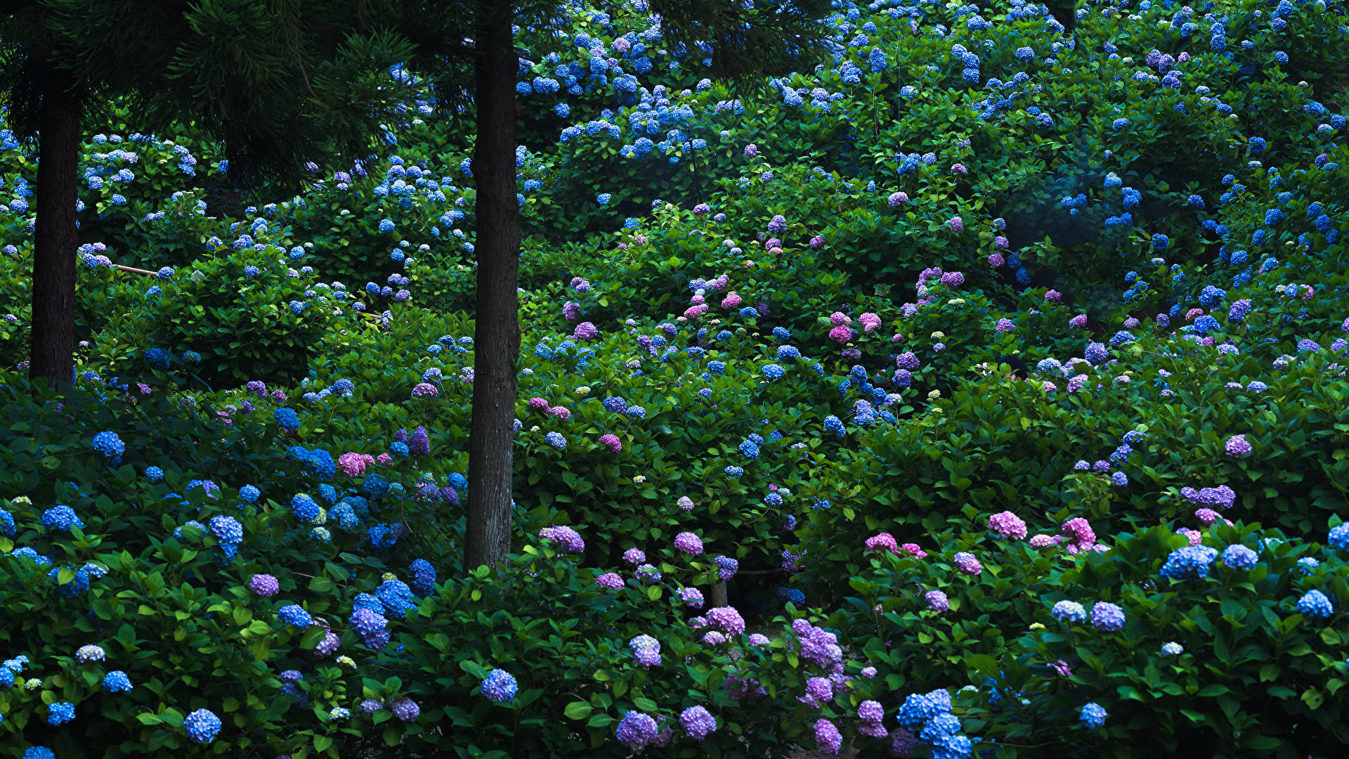 Hydrangea Flowers In Forest Background