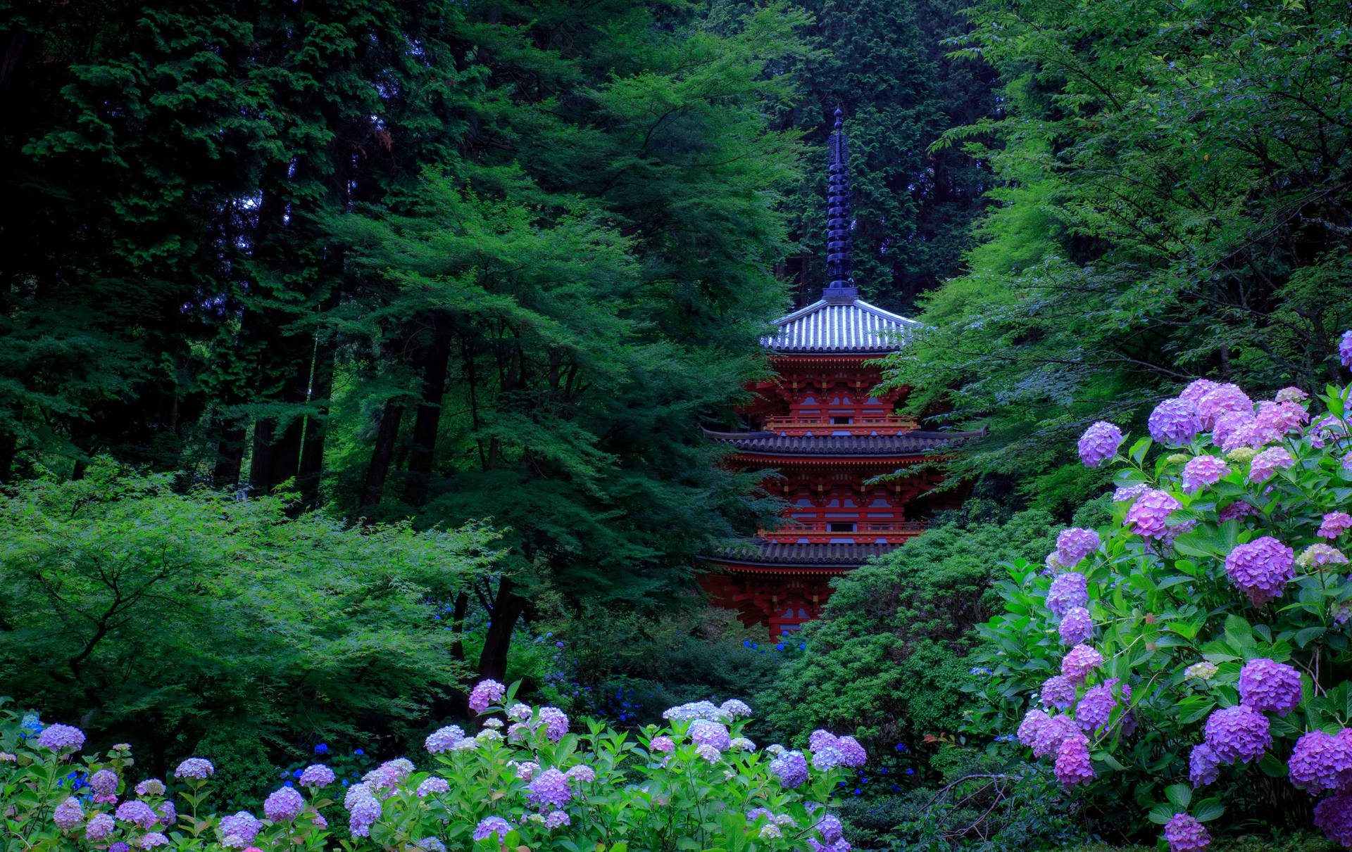 Hydrangea Flowers Outside Temple Background