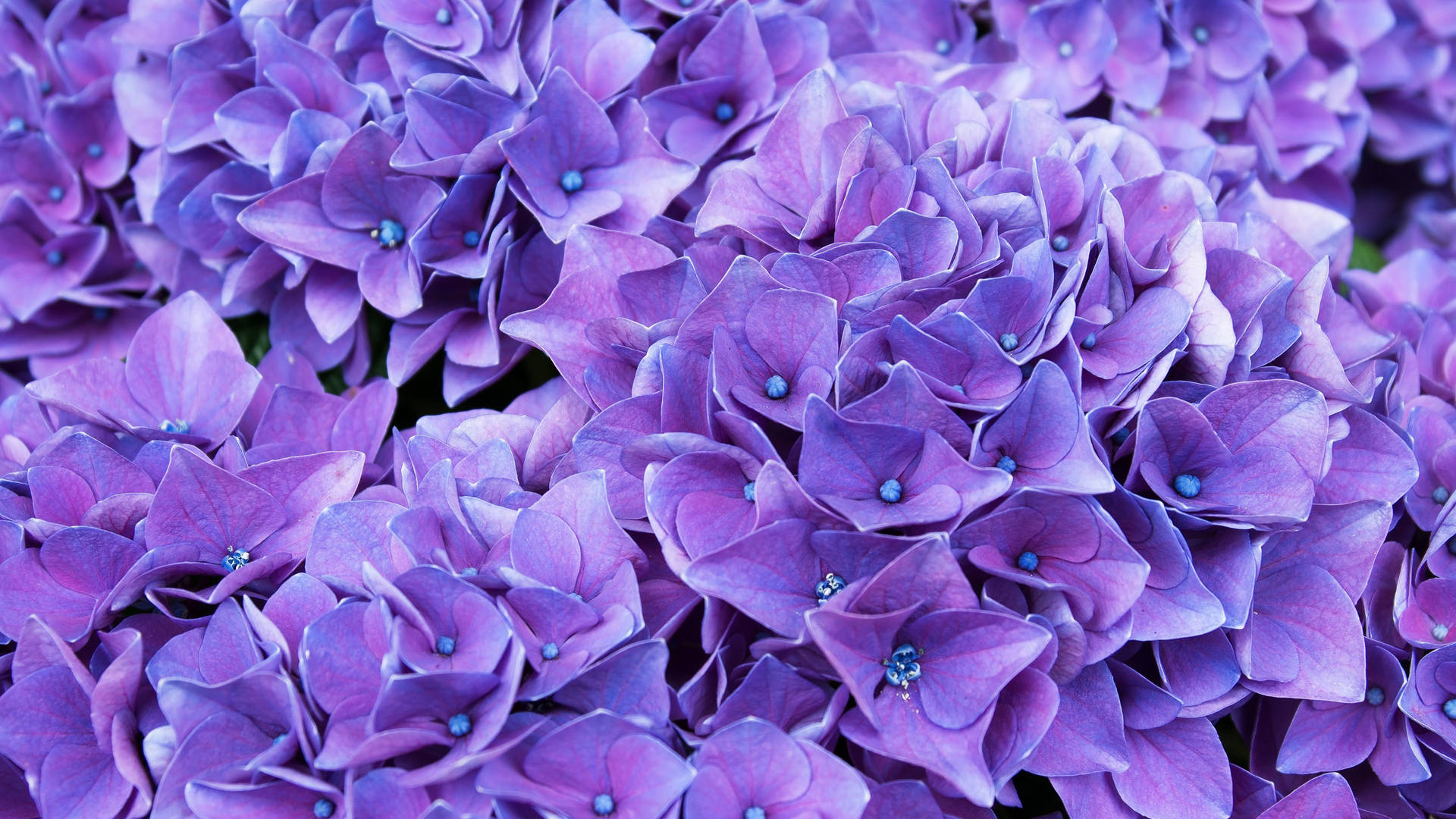 Hydrangea Purple Flower Background