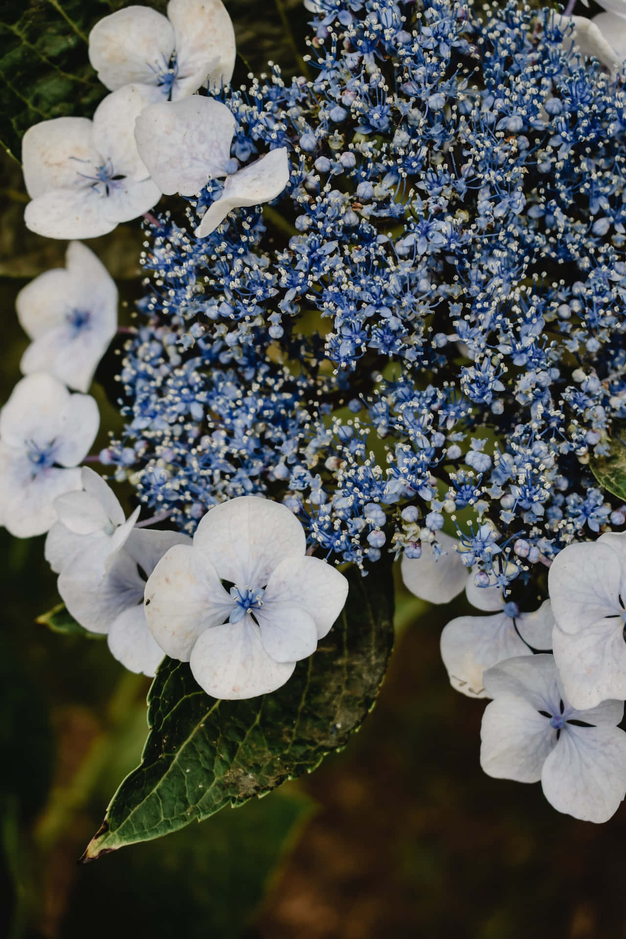 Hydrangea Serrata Blue Flowers Phone Background