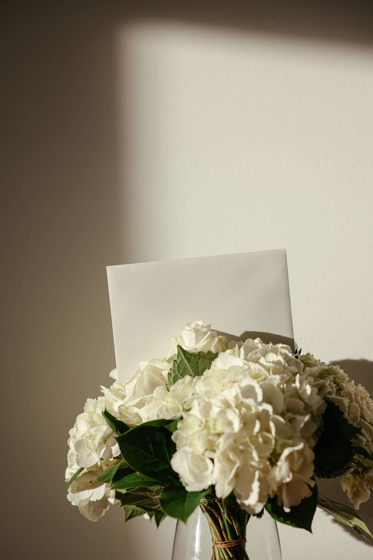 Hydrangea White Flowers Background