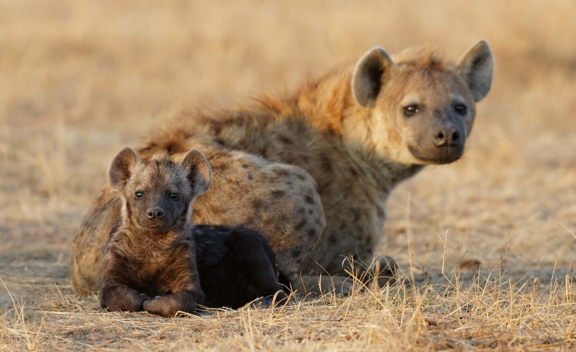 Hyena Motherand Cub Resting