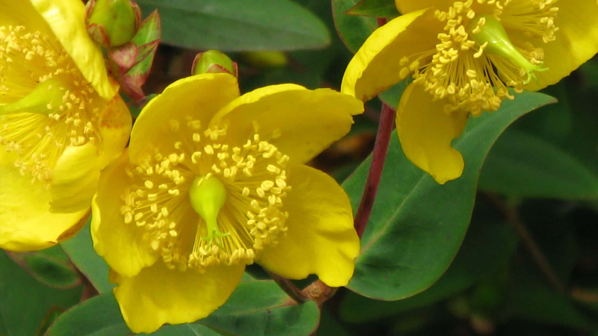 Hypericum Pumpkin In Yellow Aesthetic Flower Desktop Background