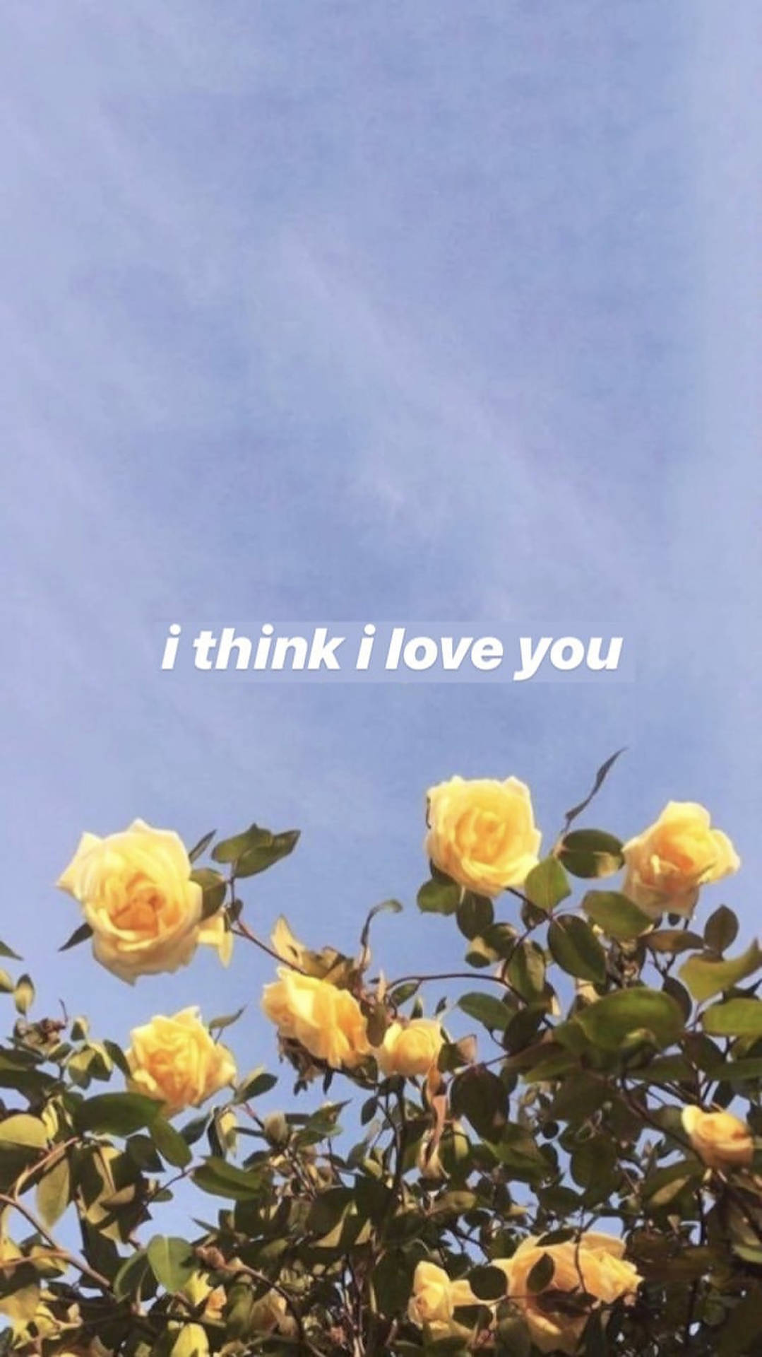 I Love You Yellow Roses Background