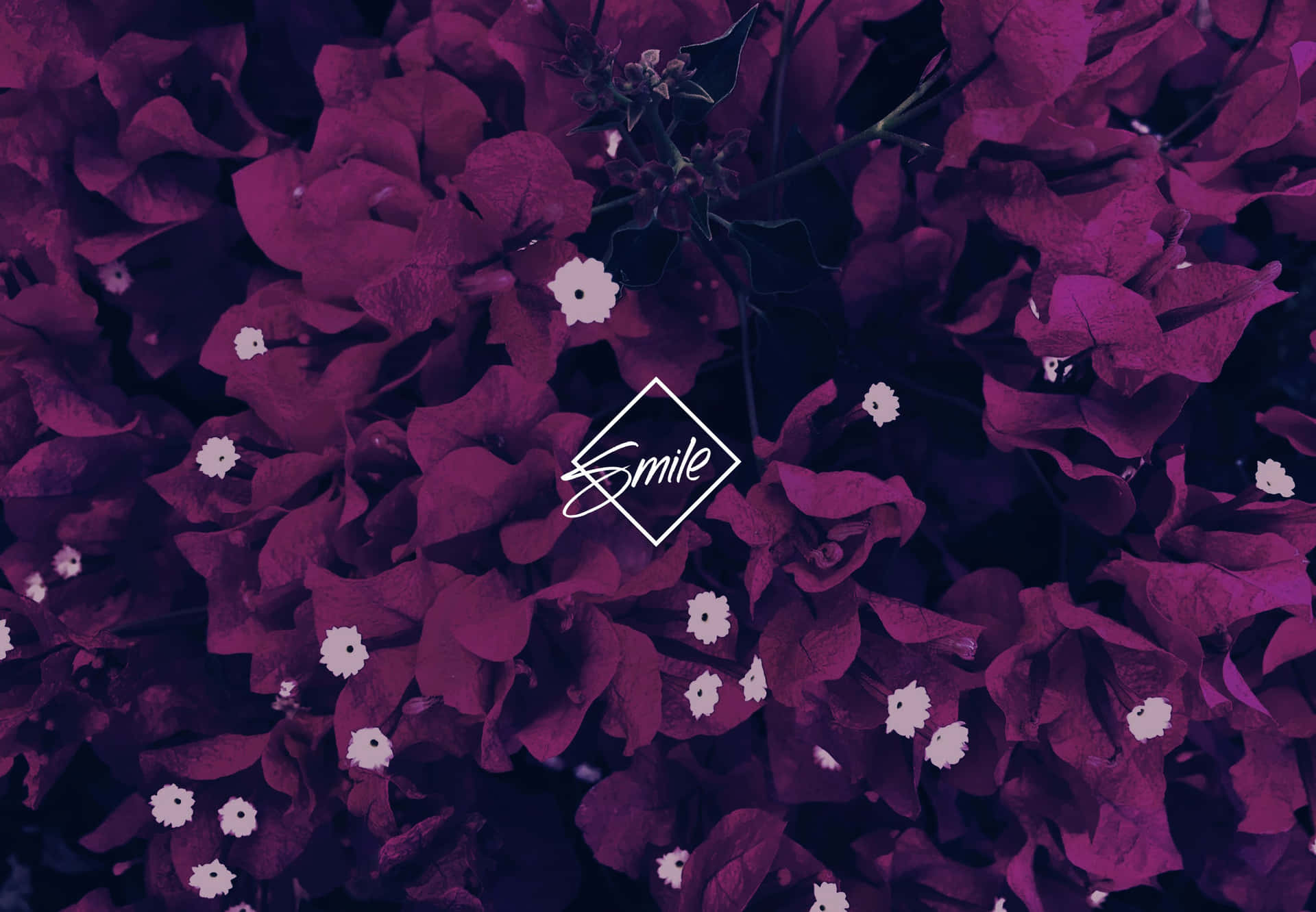 Ibaca's New Shiny Purple Laptop - Perfect For Creatives And Multimedia Enthusiasts Background