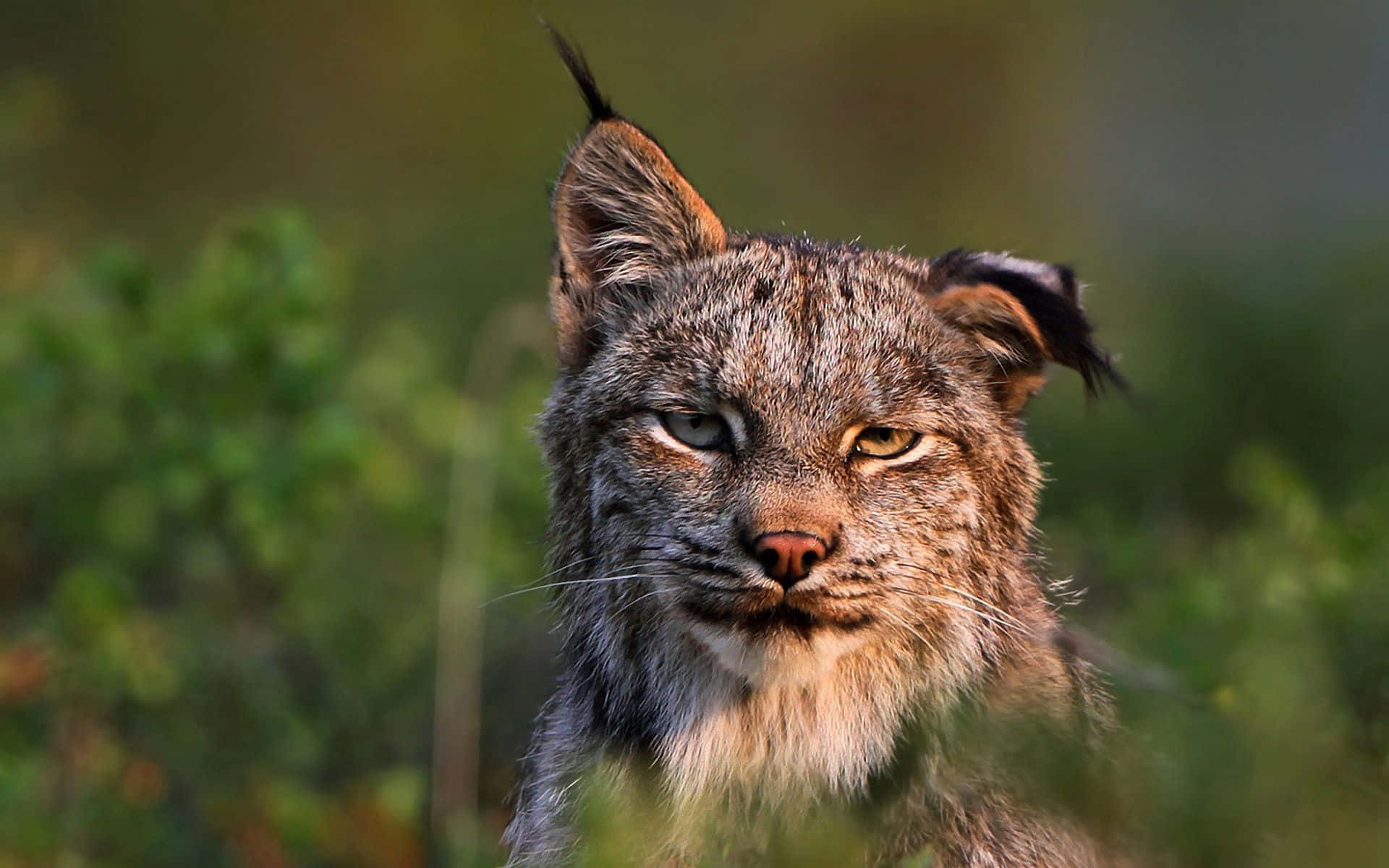 Iberian Lynx Close Up Portrait Background