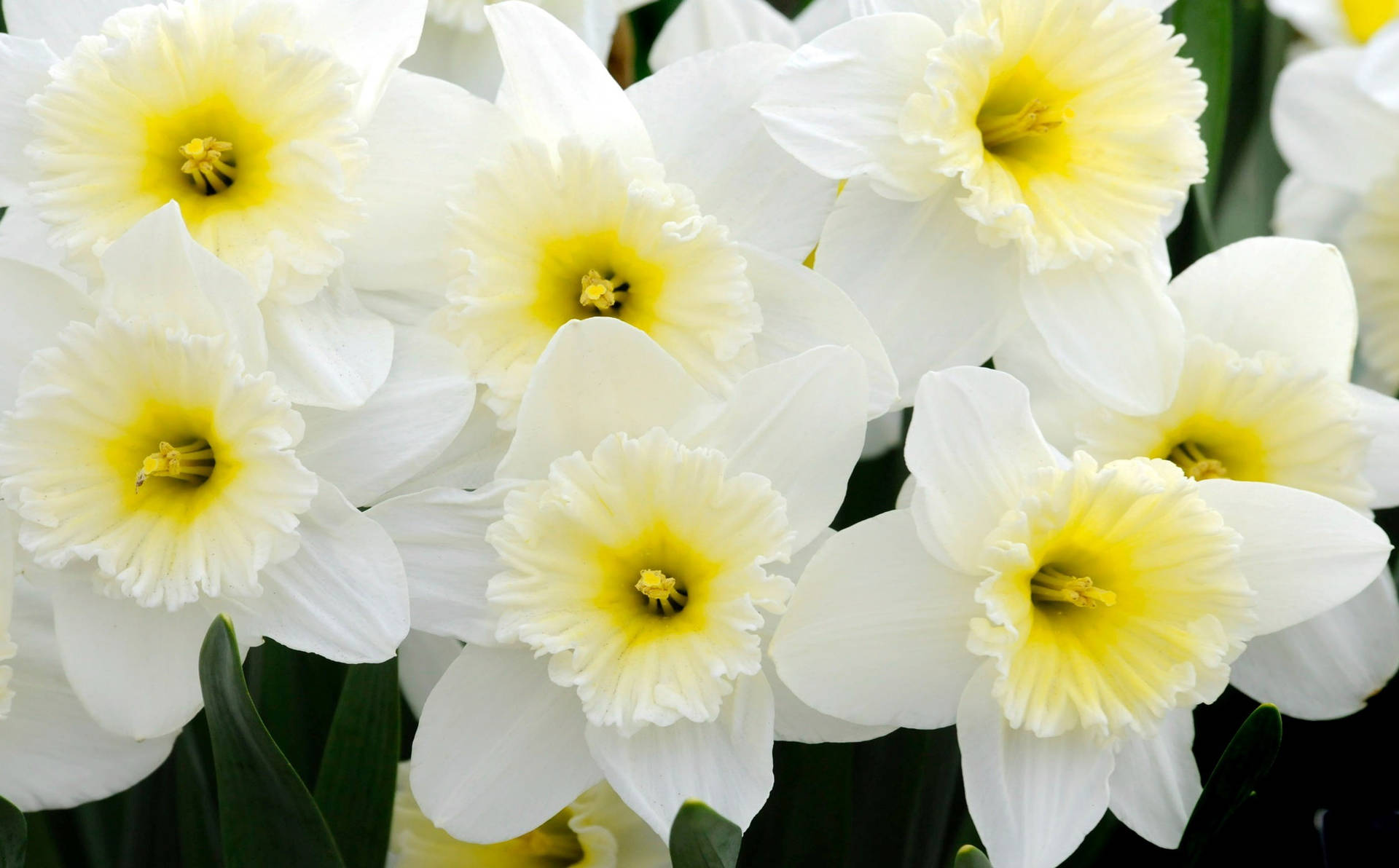 Ice Follies Narcissus Flowers Background