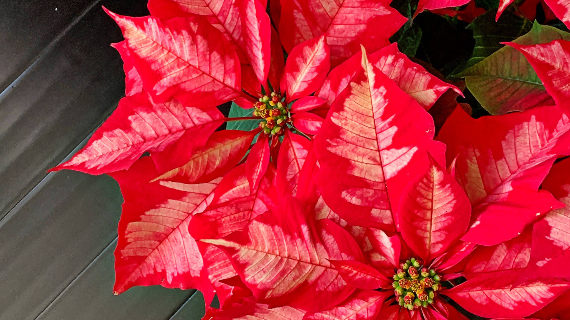 Ice Punch Poinsettia Background