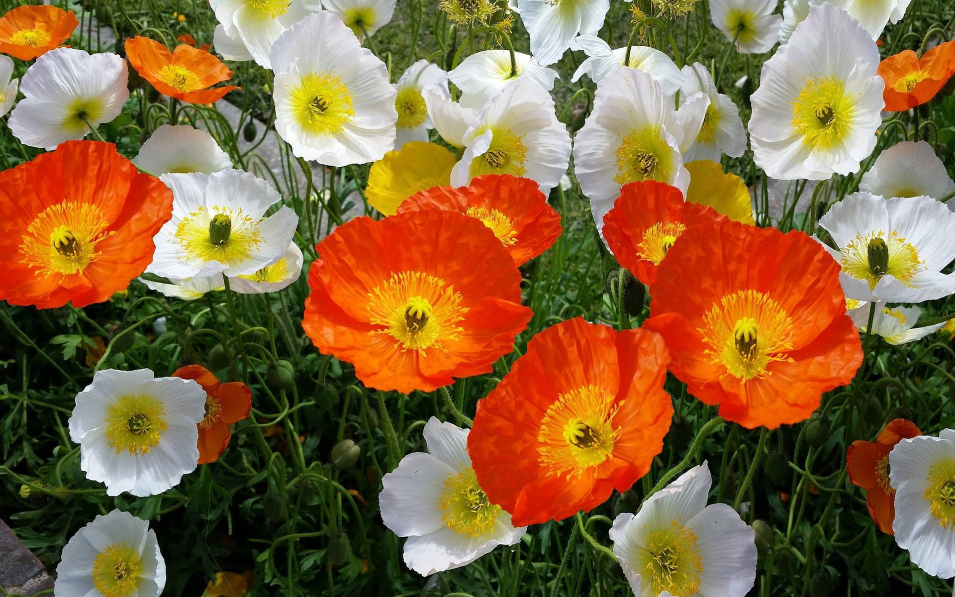 Iceland Poppies Background
