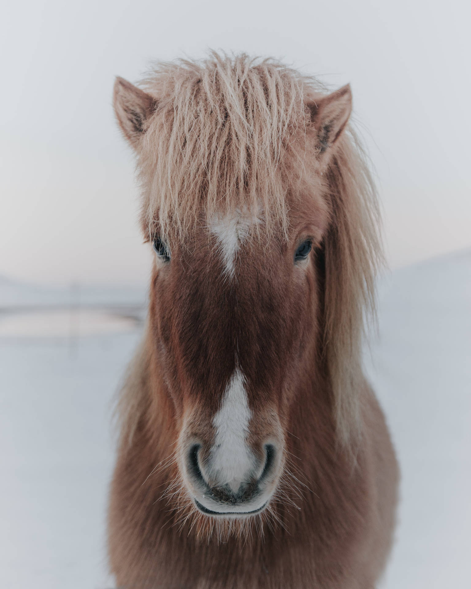 Icelandic Horse Face Background