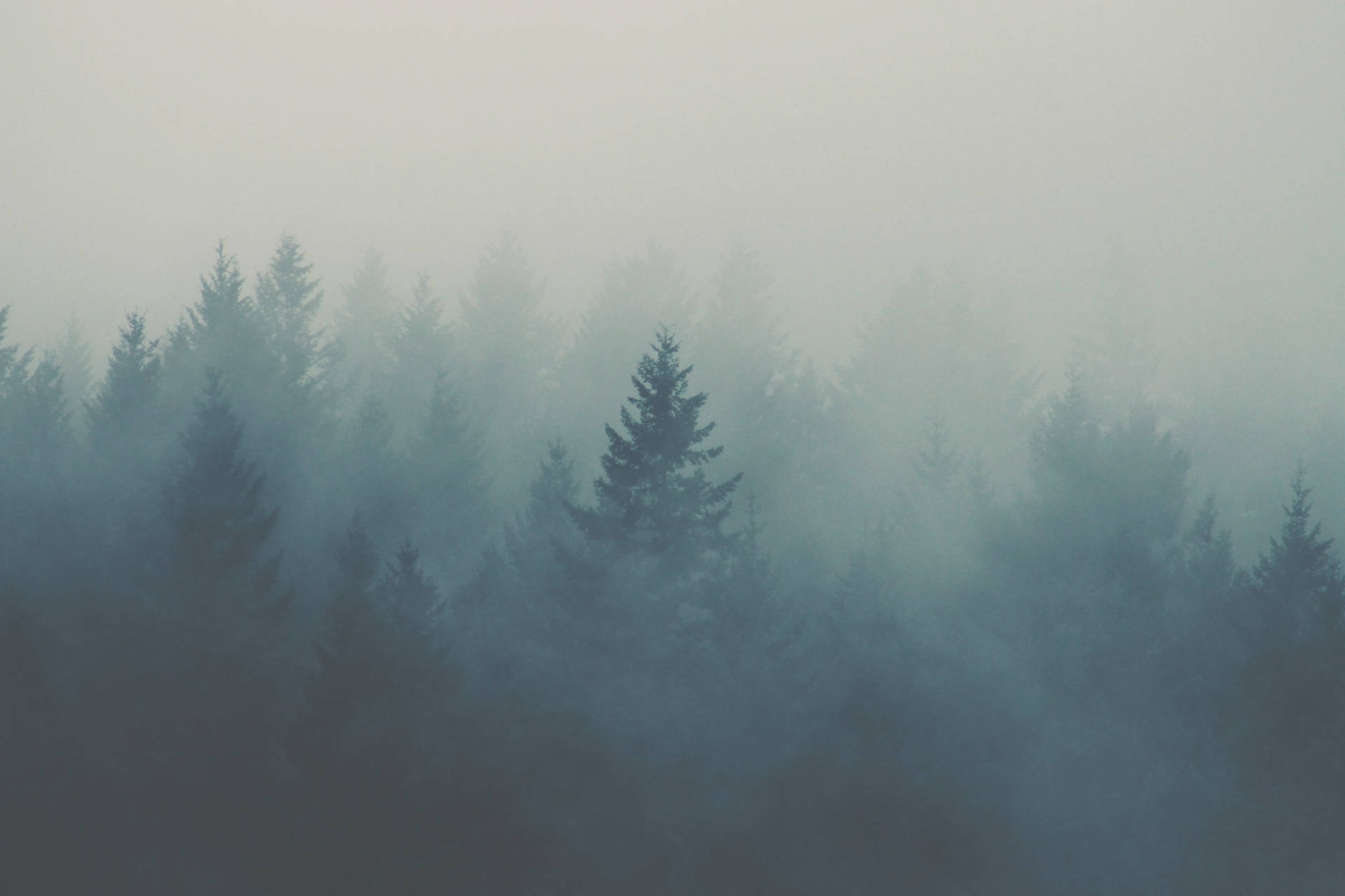 Iconic Foggy Forest Pine Trees Background