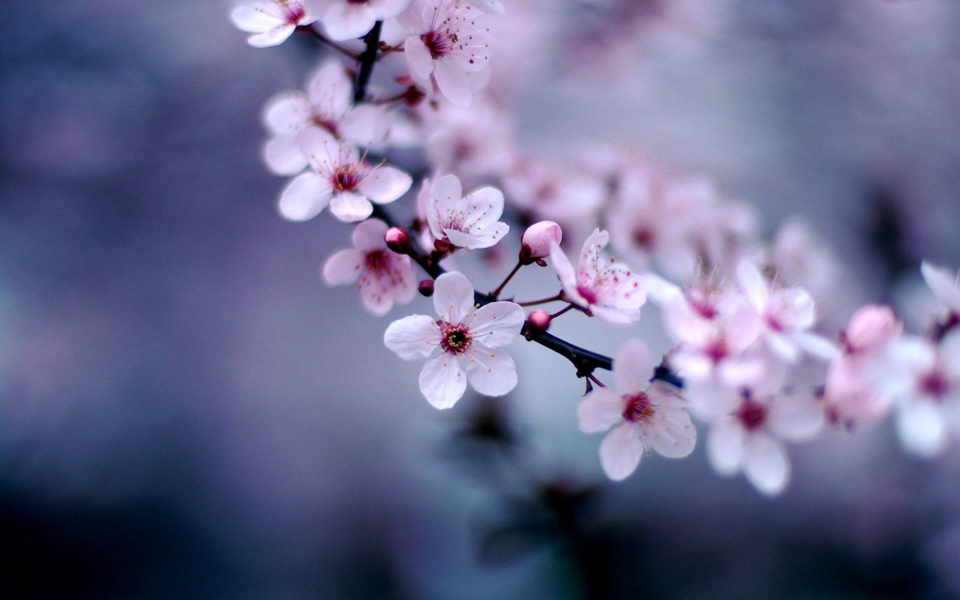 Iconic Pink Cherry Blossom Flowers Background