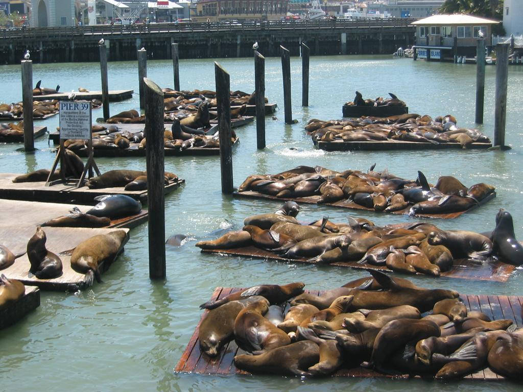 Iconic Sea Lion Colony At Fisherman's Wharf Background