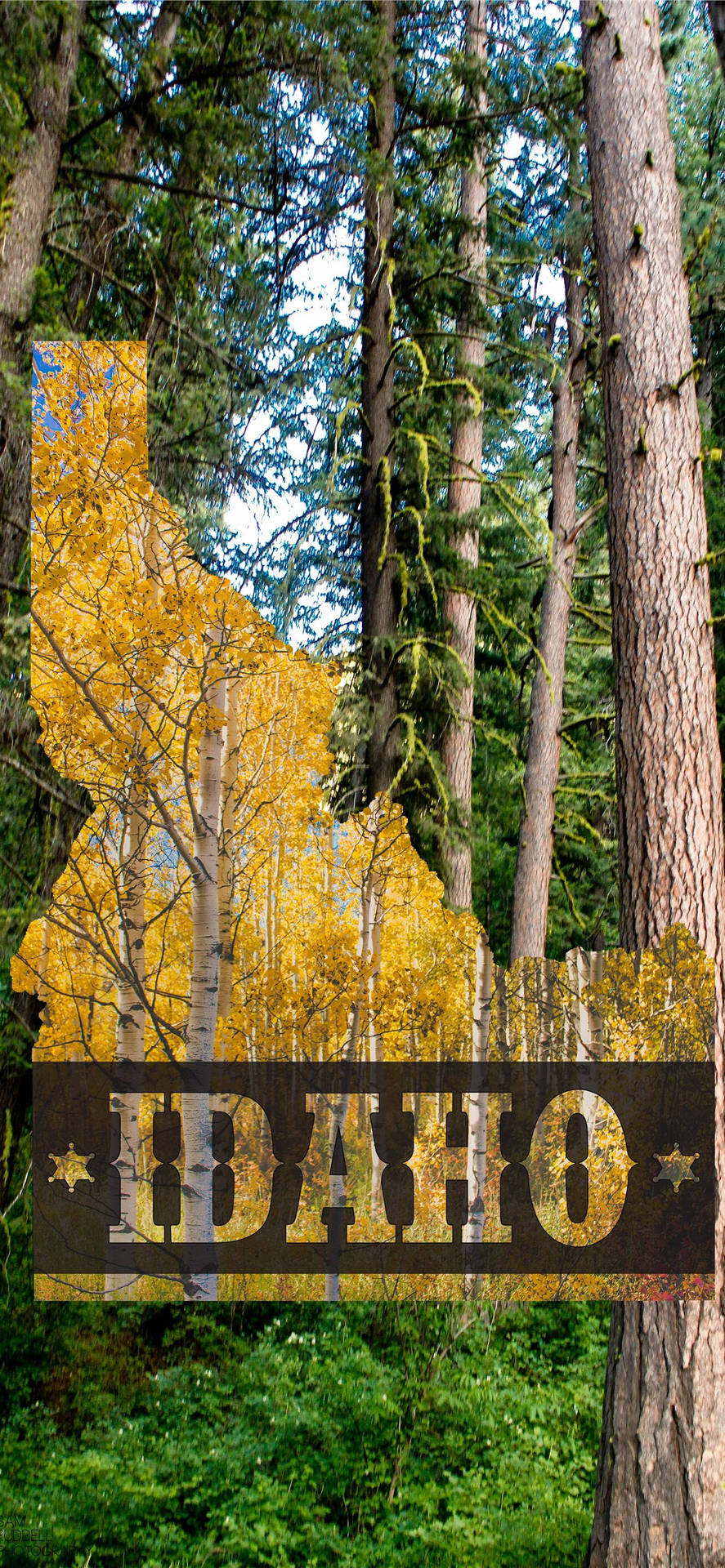 Idaho Forest Park Background