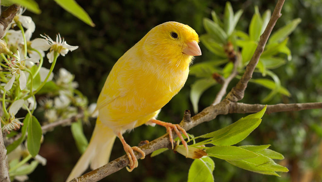 Idle Yellow Factor Canary Bird Background