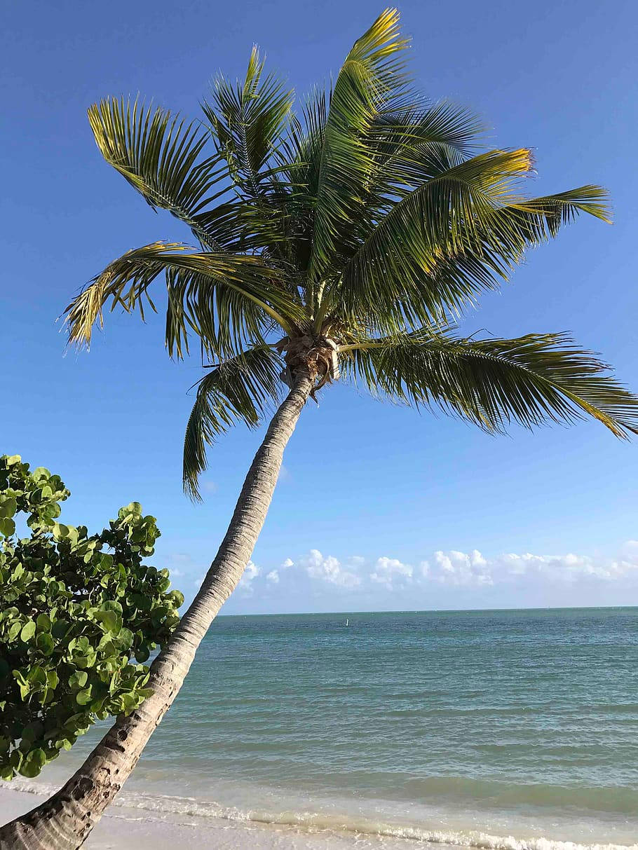 Idyllic Florida Beach With Tropical Coconut Tree Background