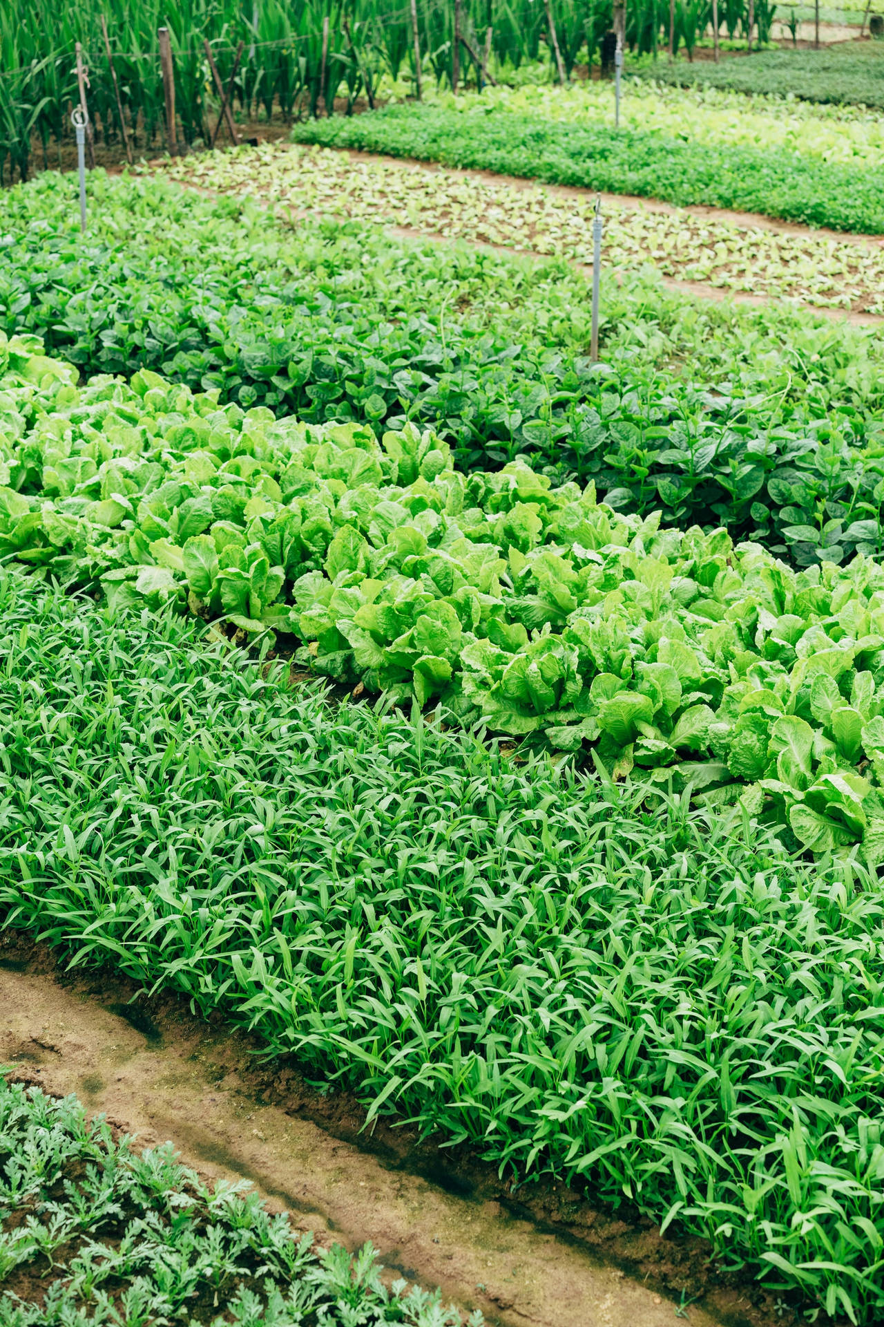 Idyllic Green Farm Fields Background