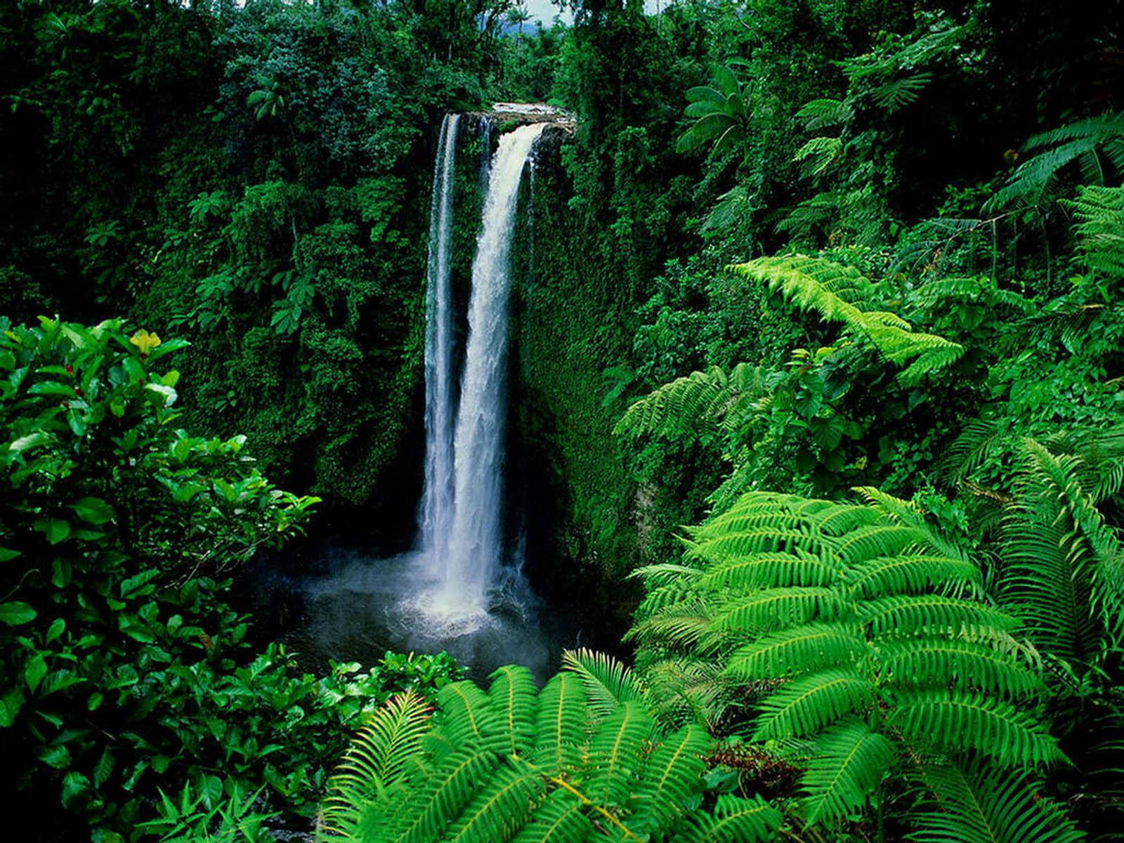 Idyllic Green Nature Waterfall Background