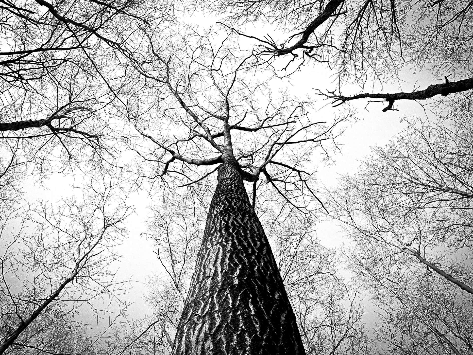 Idyllic Monochrome Landscape With Tree Background