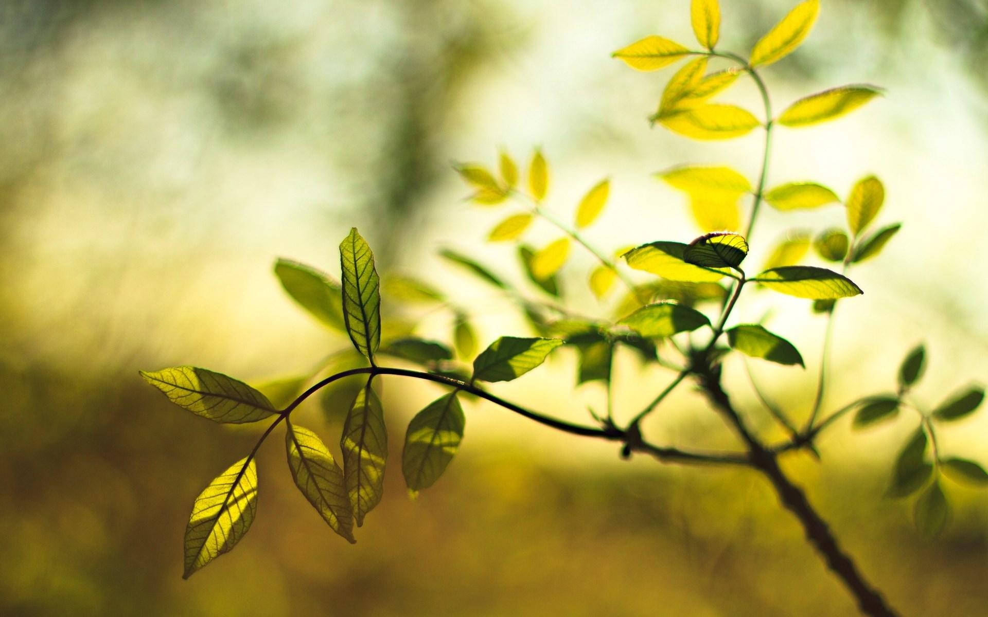 Idyllic Nature Blur Background