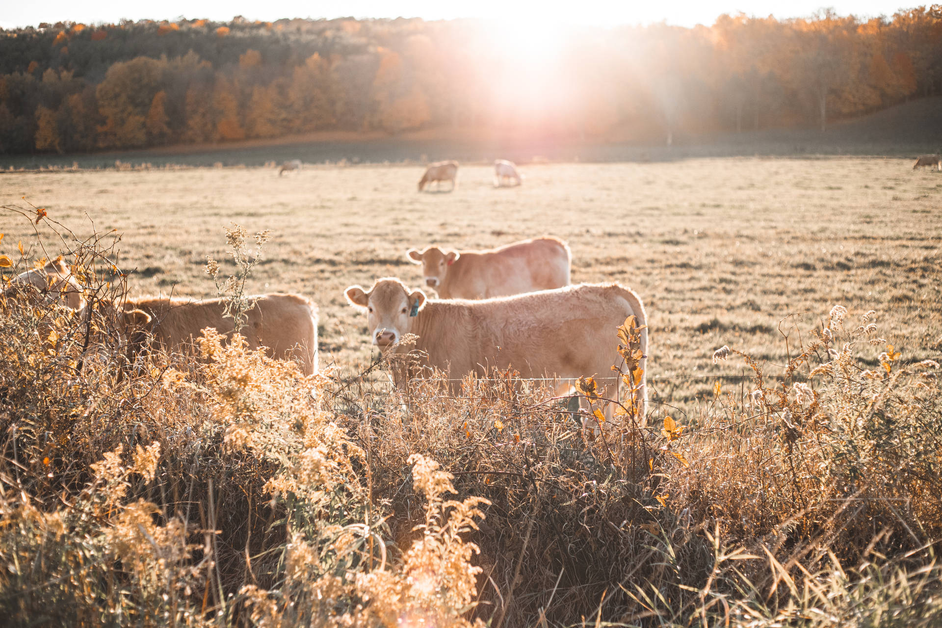 Idyllic Scene Of Herd Of Cows At Sunrise Background