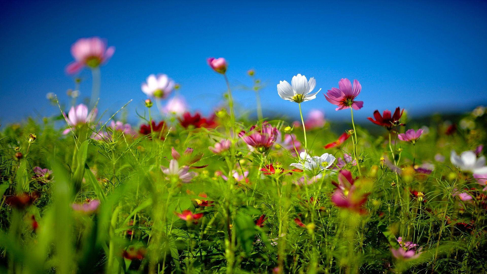 Idyllic White And Purple Flower Field Background