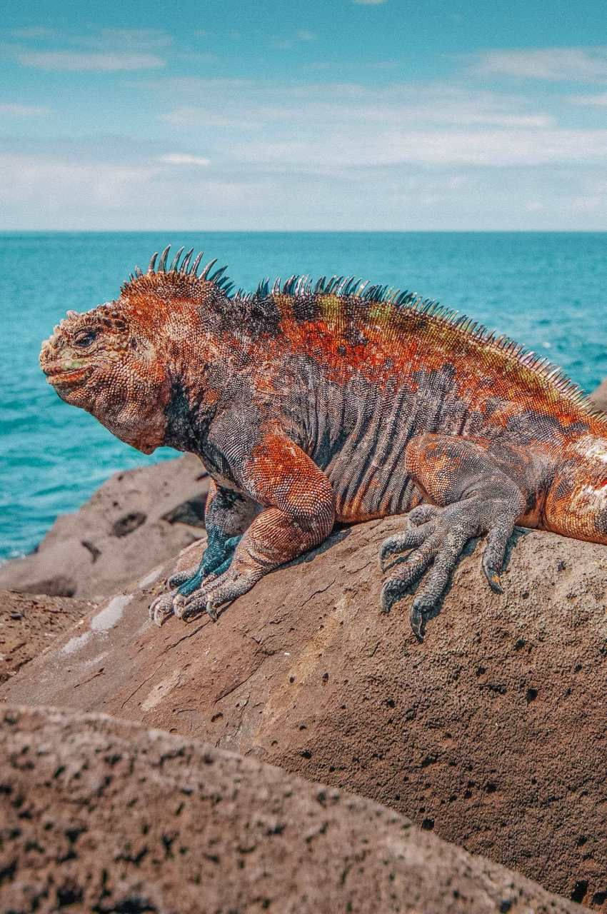 Iguana By The Madagascar Beach Background