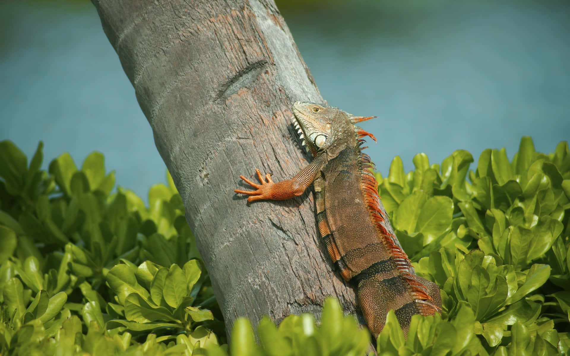 Iguana Climbing Tree Background