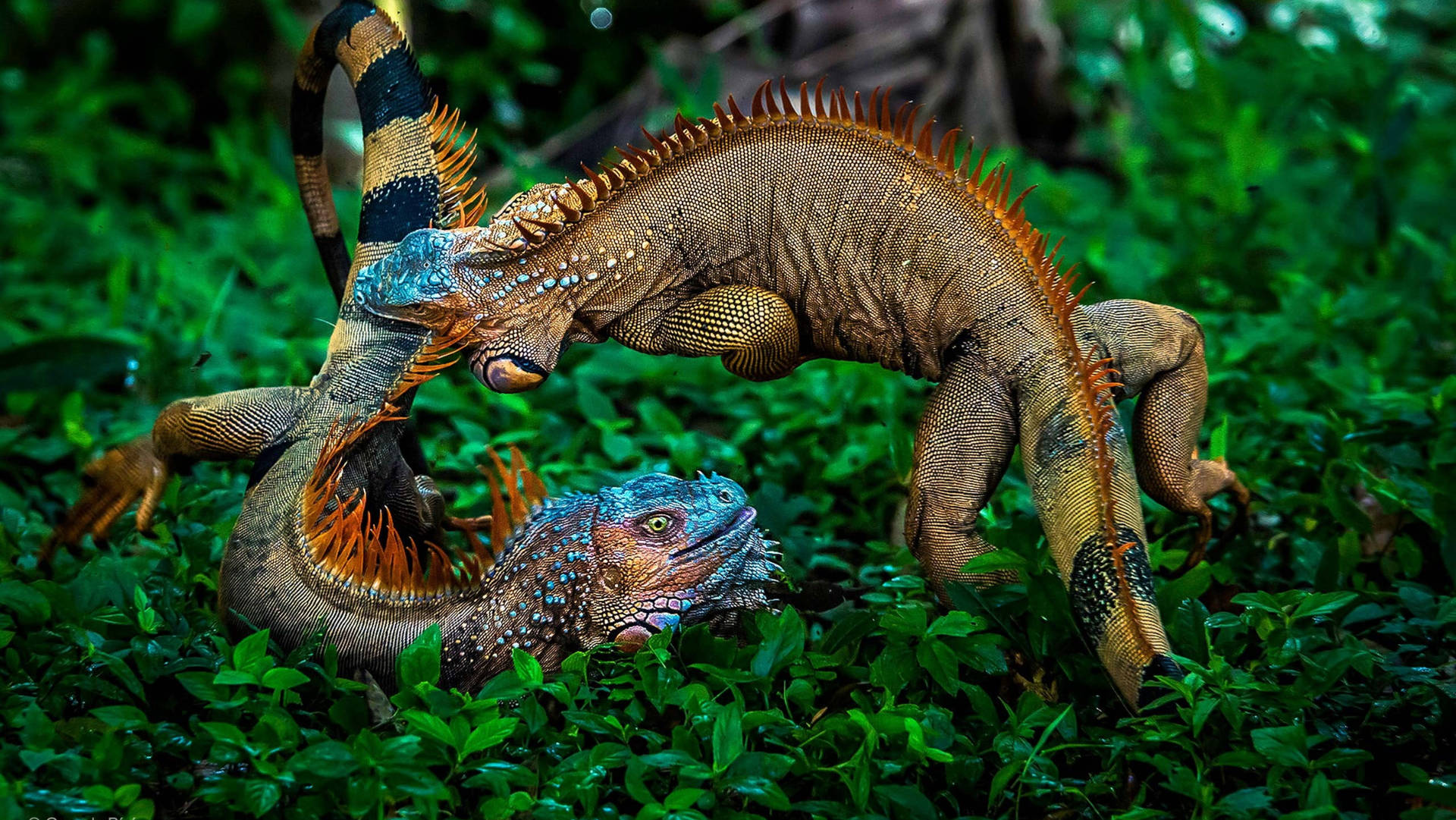 Iguanas In The Jungle Background