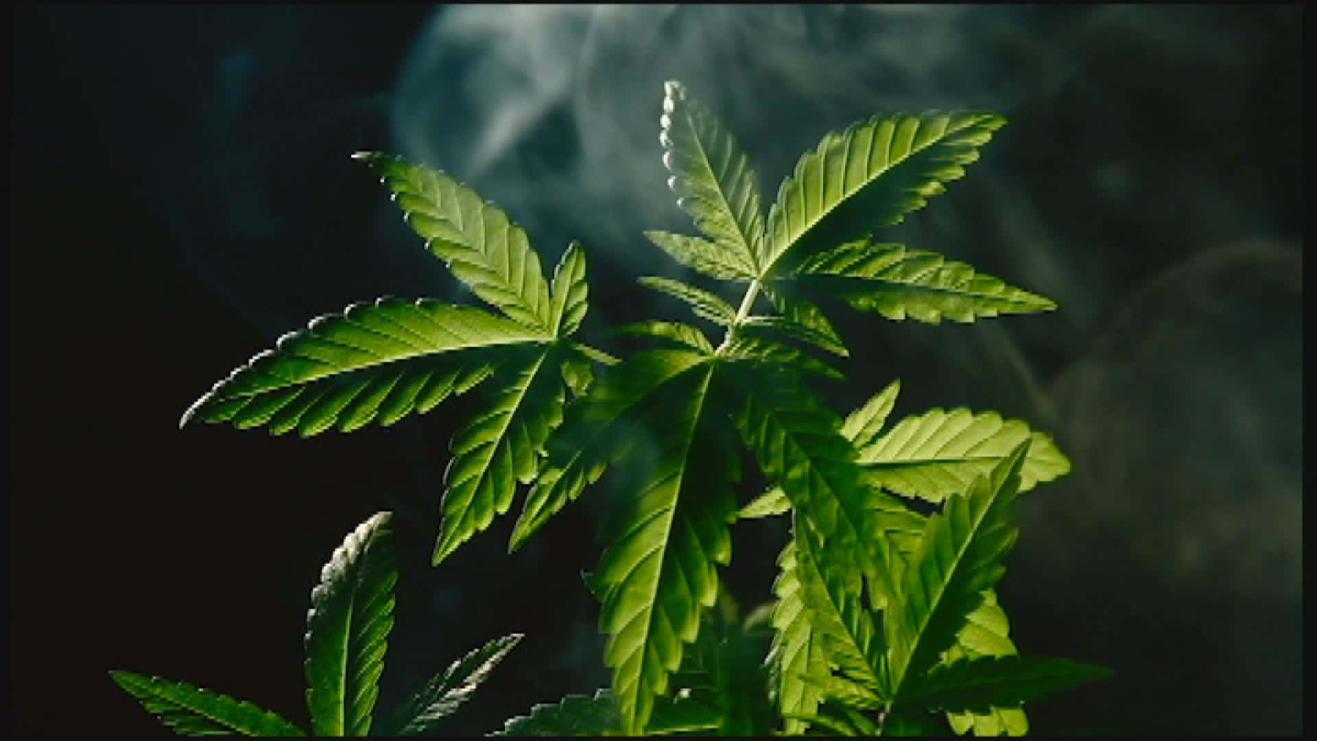 Illicit Plant Background