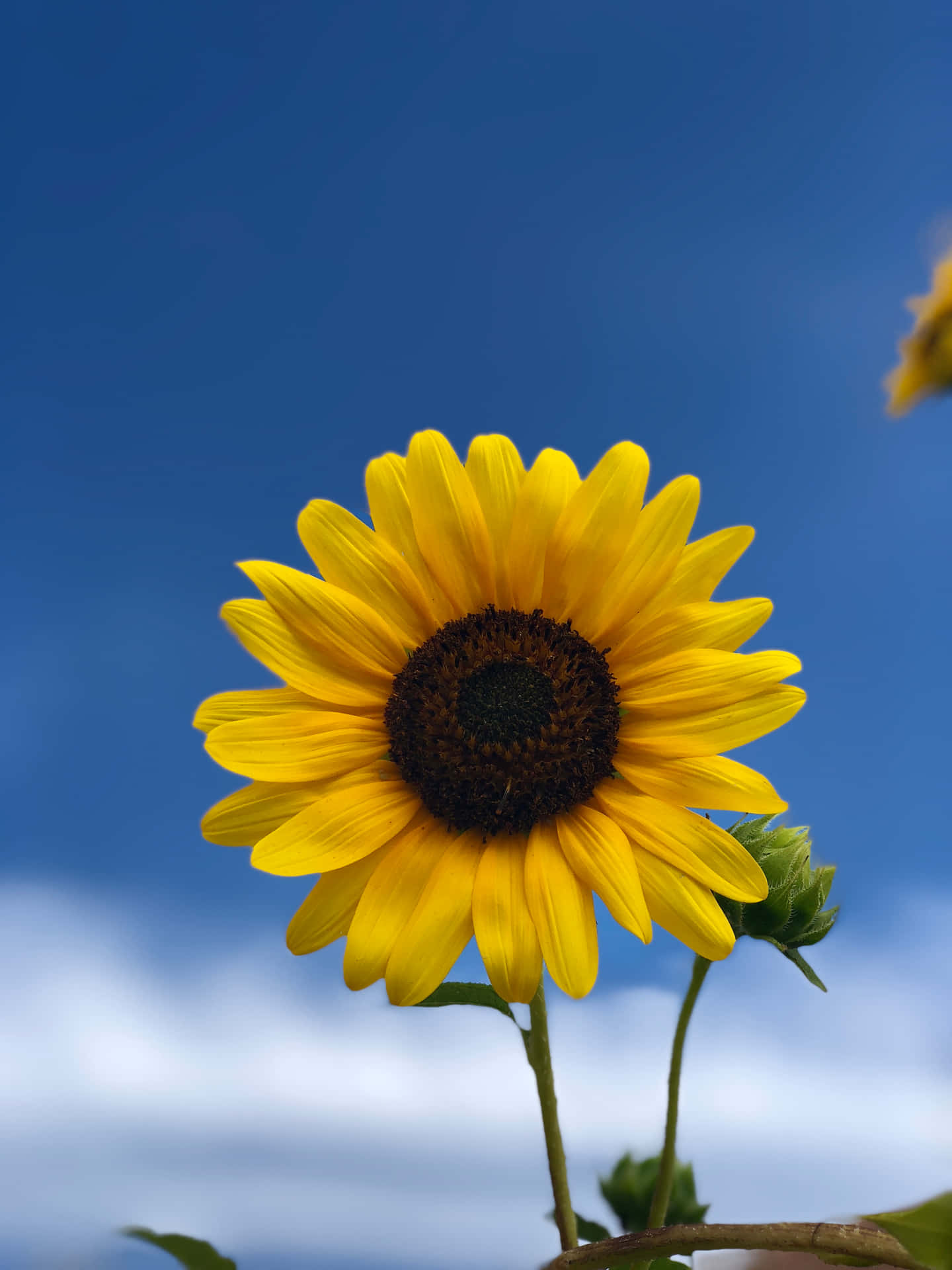 Illuminate Your Day With The Sunflower Phone! Background