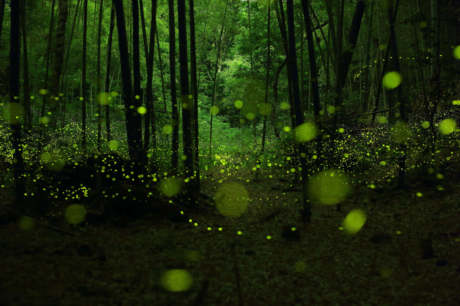 Illuminated By The Fireflies, A Woman Looks Out Into A Tranquil Dusk Sky. Background