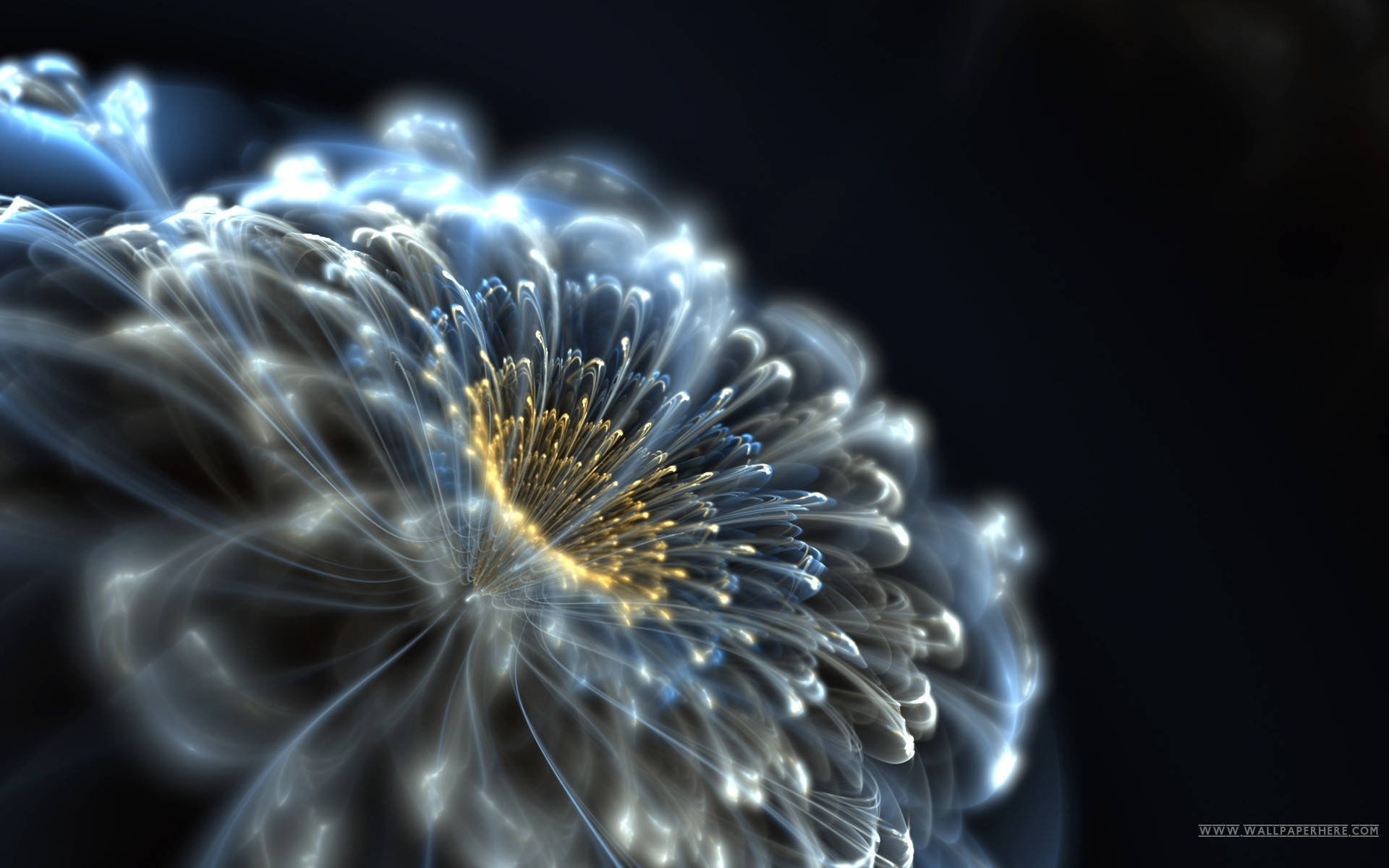 Illuminated Flower Tumblr Desktop Background