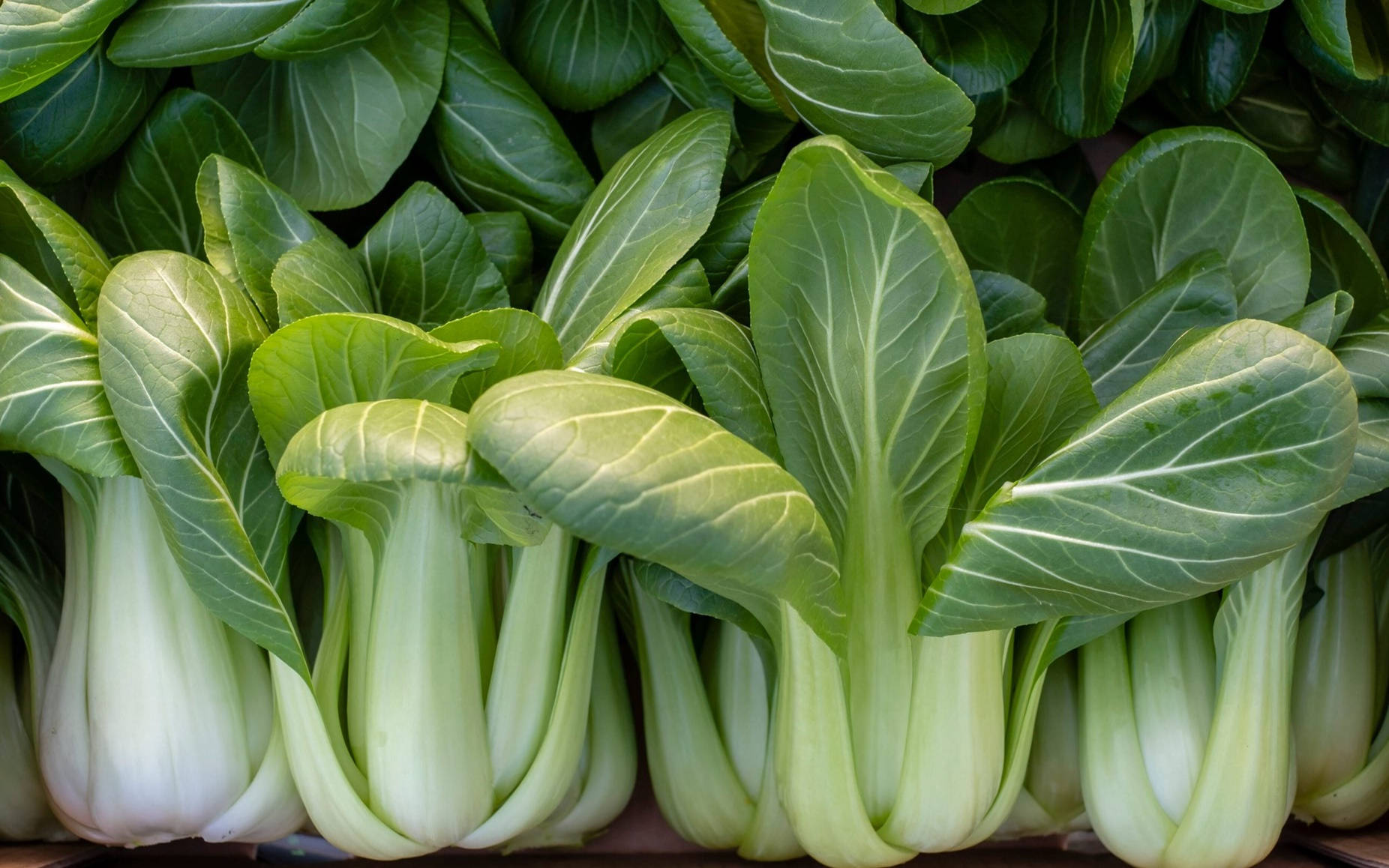 Illuminated Fresh Bok Choy Chinese Cabbages Background