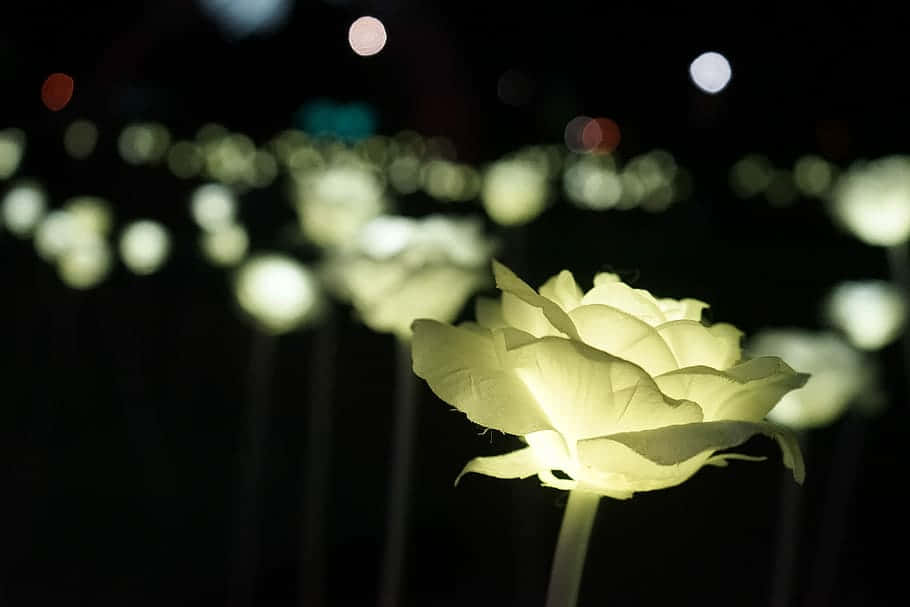 Illuminated Nighttime Rose Garden Background