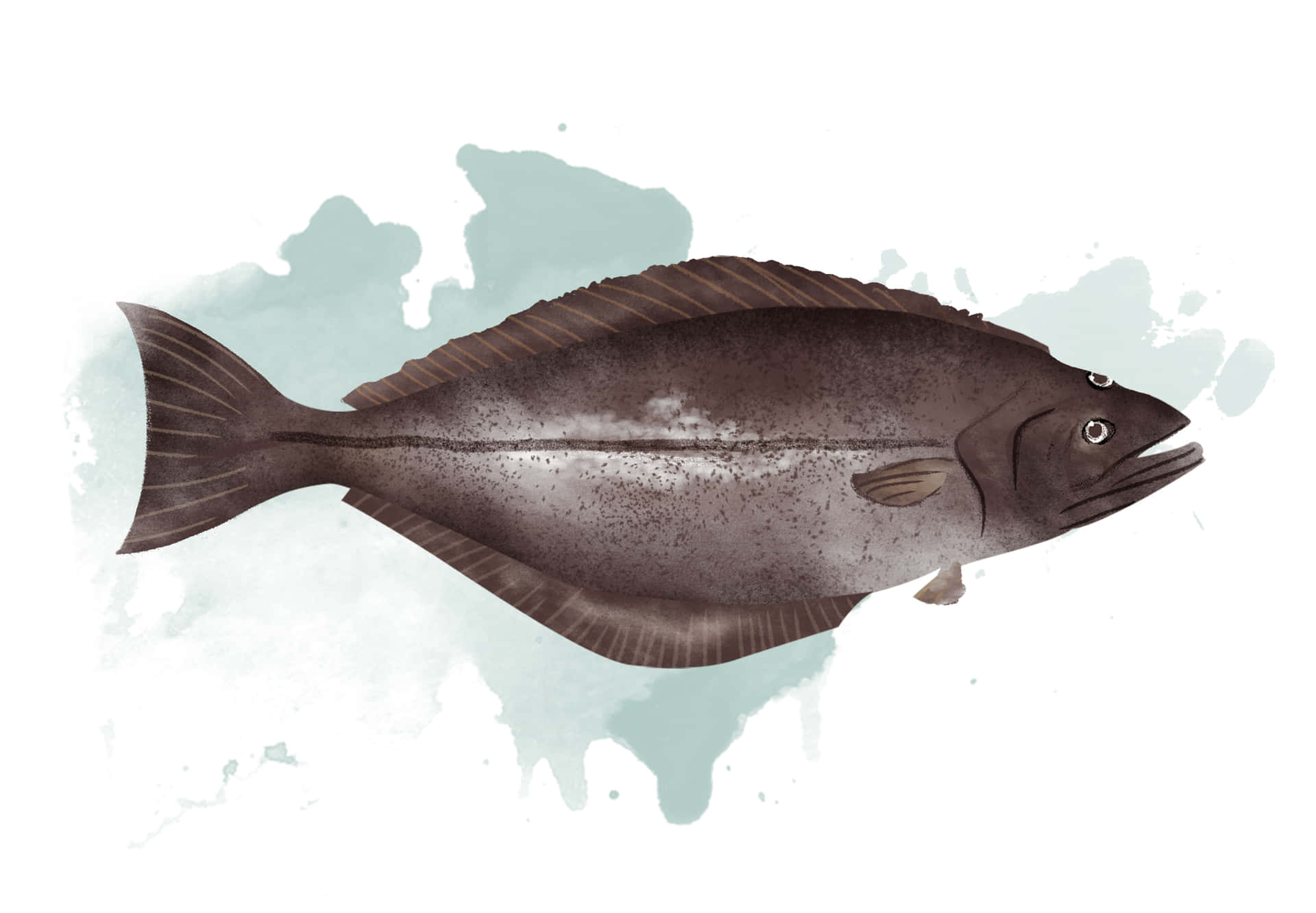 Illustrated Halibut Fish Background