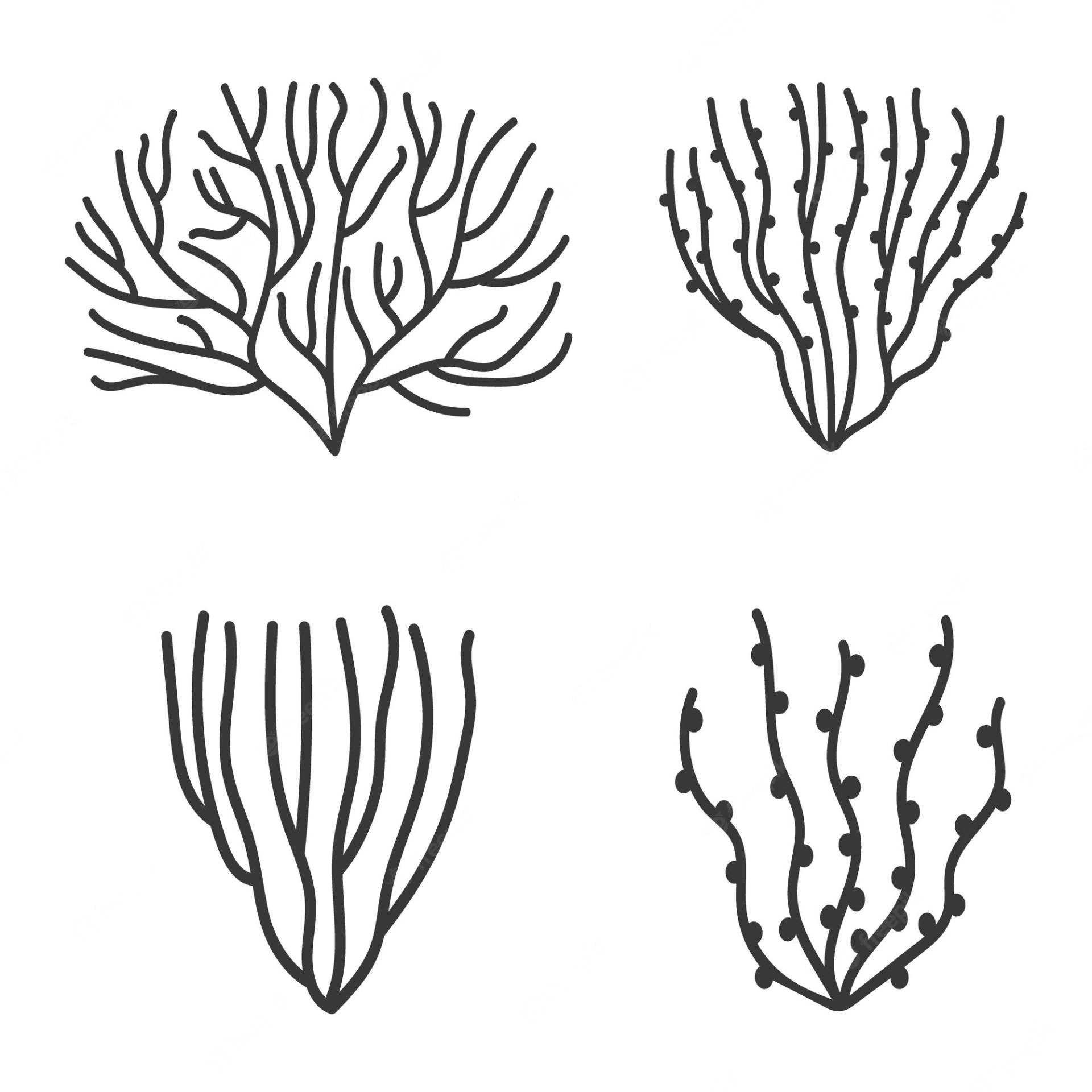 Illustration Coral