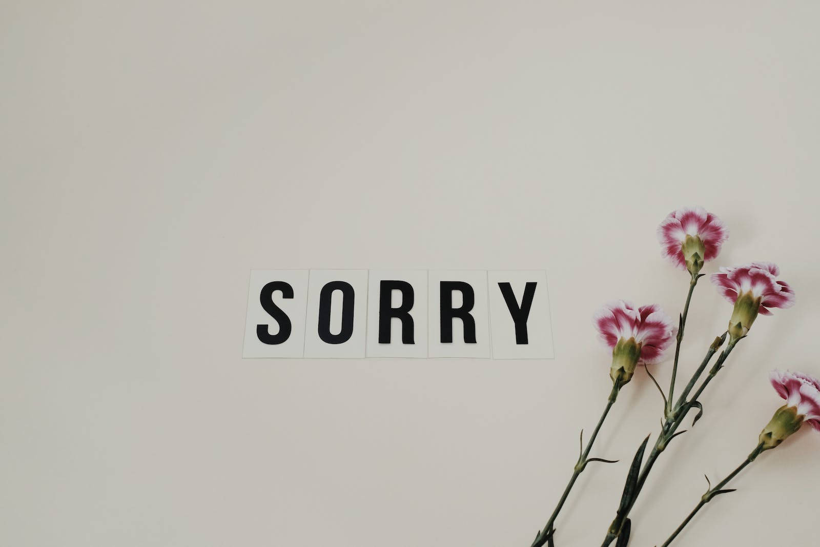 Im Sorry With Carnation Flowers