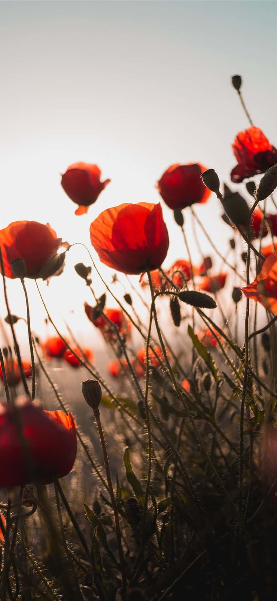 Image “a Beautiful Red Flower Shows Nature's Aesthetic In Full Bloom”