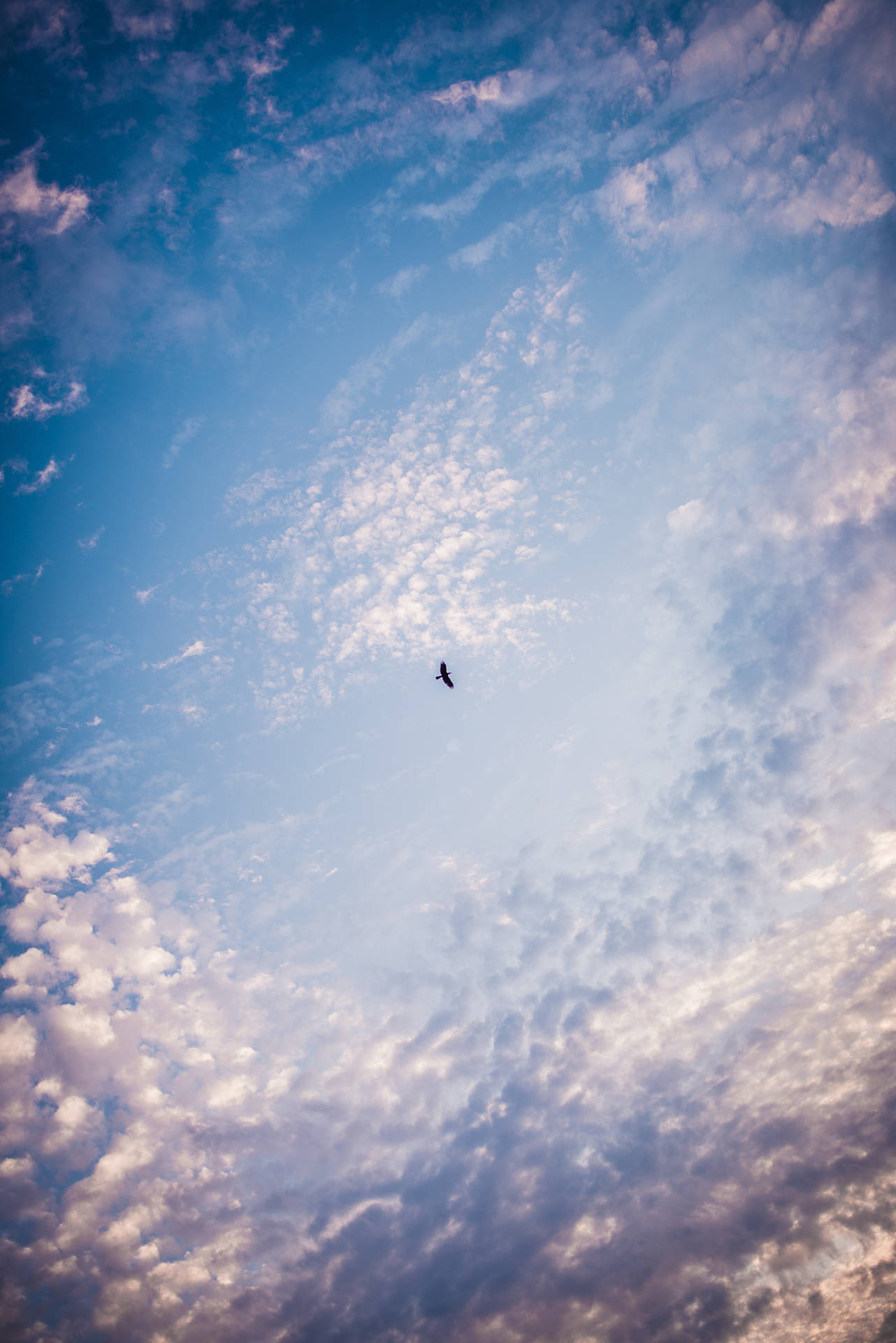 Image A Bird Flying Through A Vast Blue Sky Background