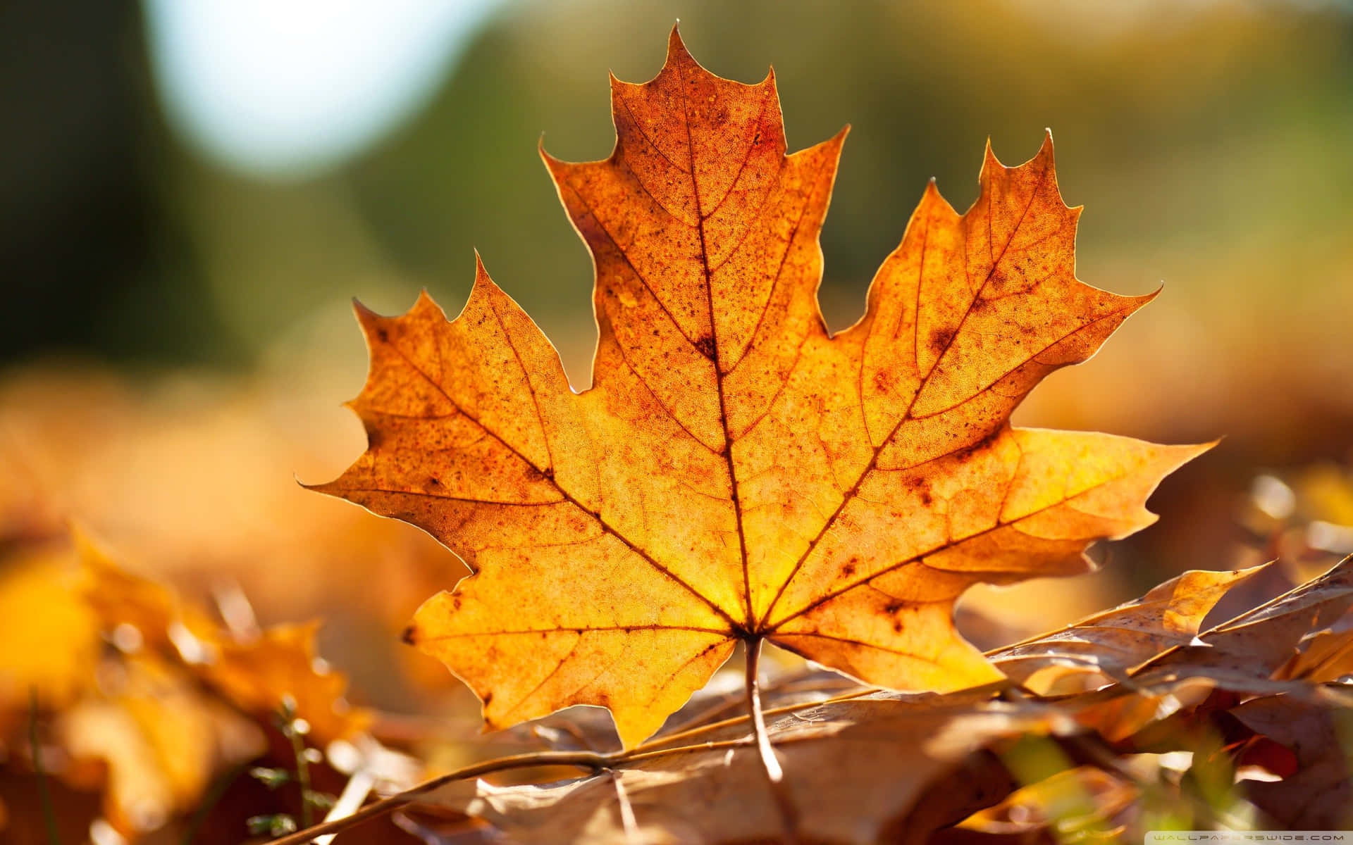 Image A Bright Orange Autumn Leaf Against A Clear Blue Sky Background