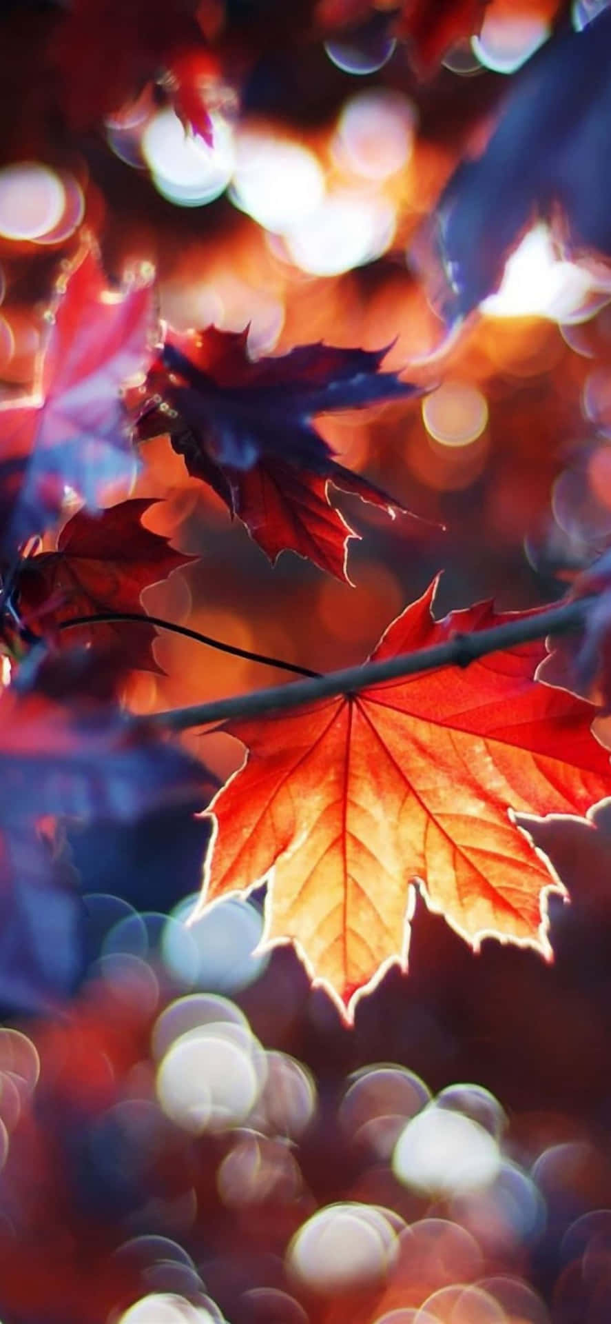 Image A Bright Red And Orange Autumn Leaf Background