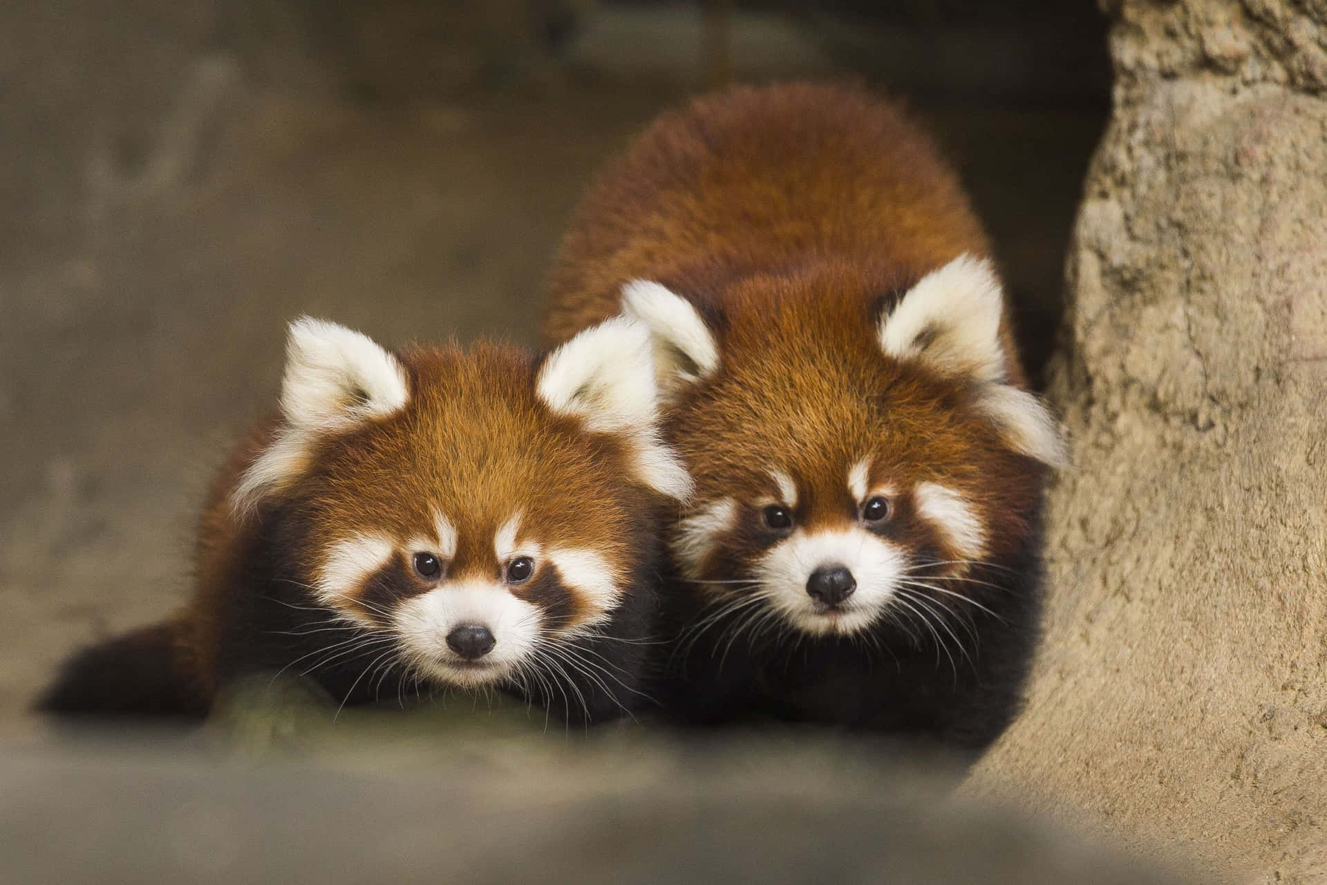 Image A Cute Red Panda Smiles At The Camera Background