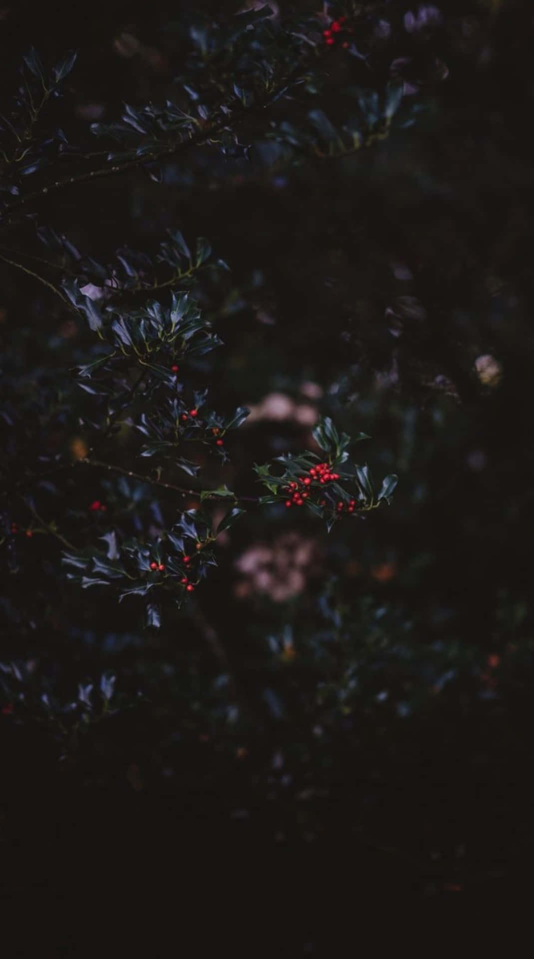 Image A Dark Autumn Scene With Foliage And A Path Background