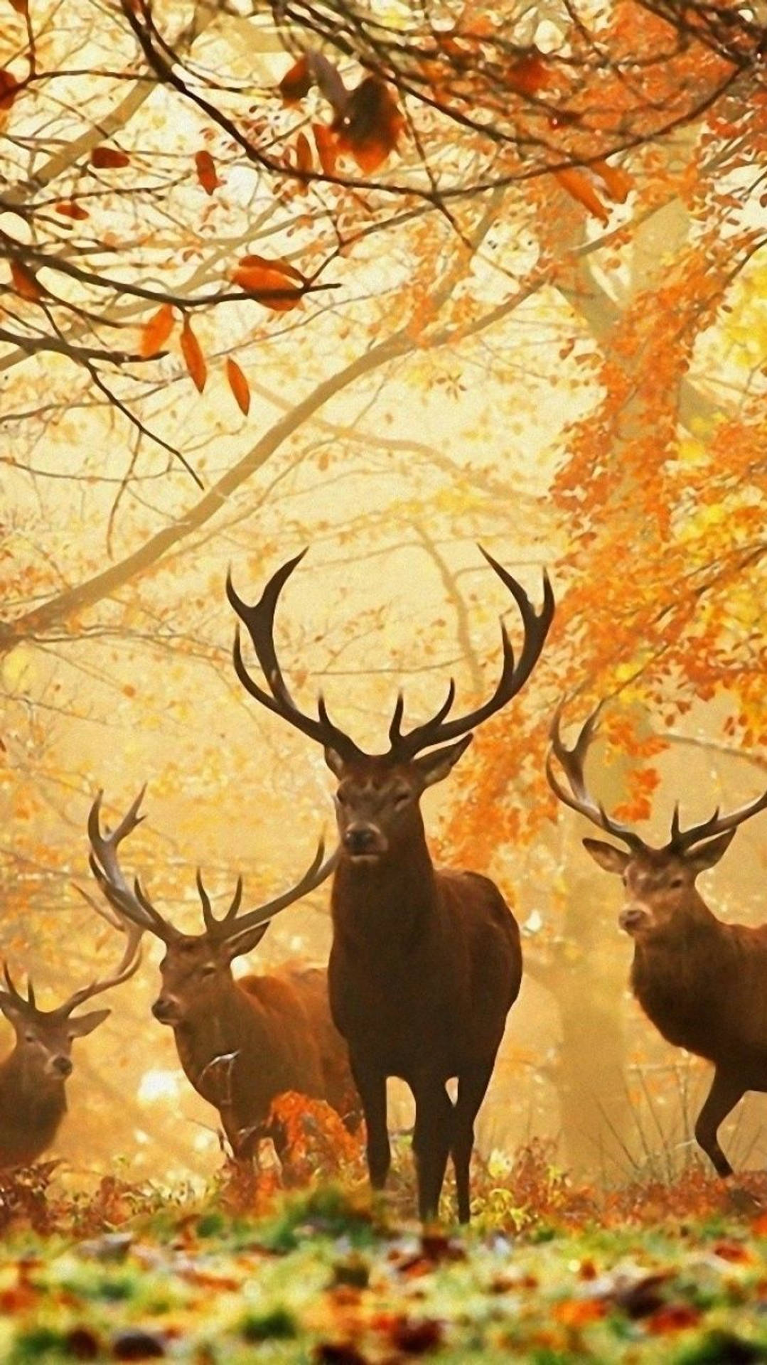 Image A Deer Peeking Out In The Forest. Background