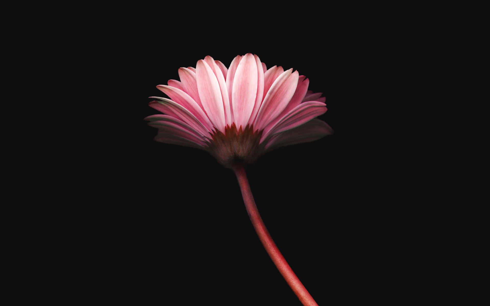 Image A Delicate, White Daisy With Vibrant Yellow Center Background