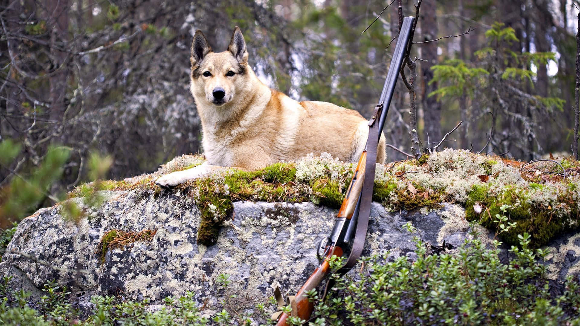Image A Hunter Prepping For An Outdoor Adventure Background